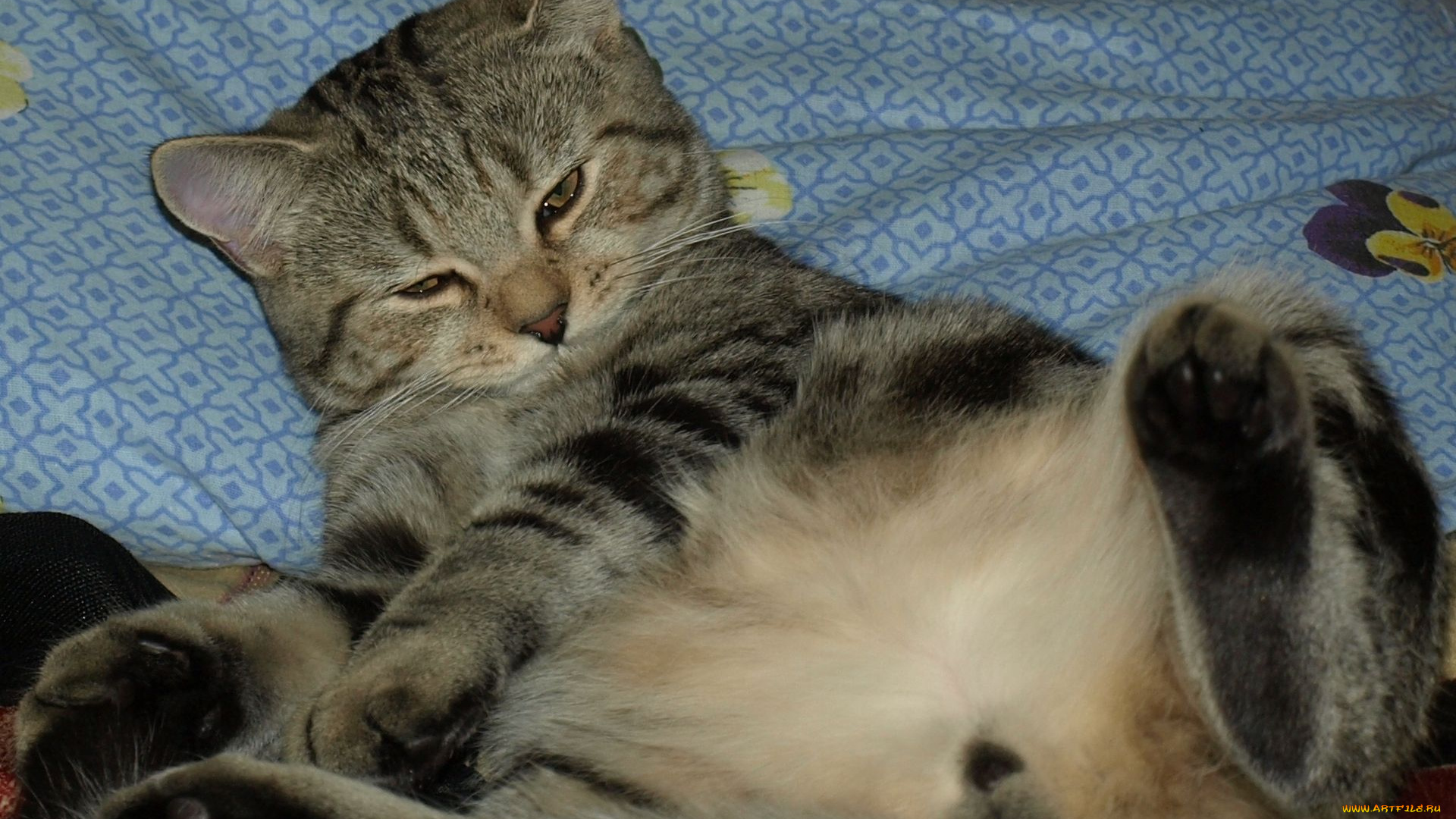 авт, kirakalina, животные, коты