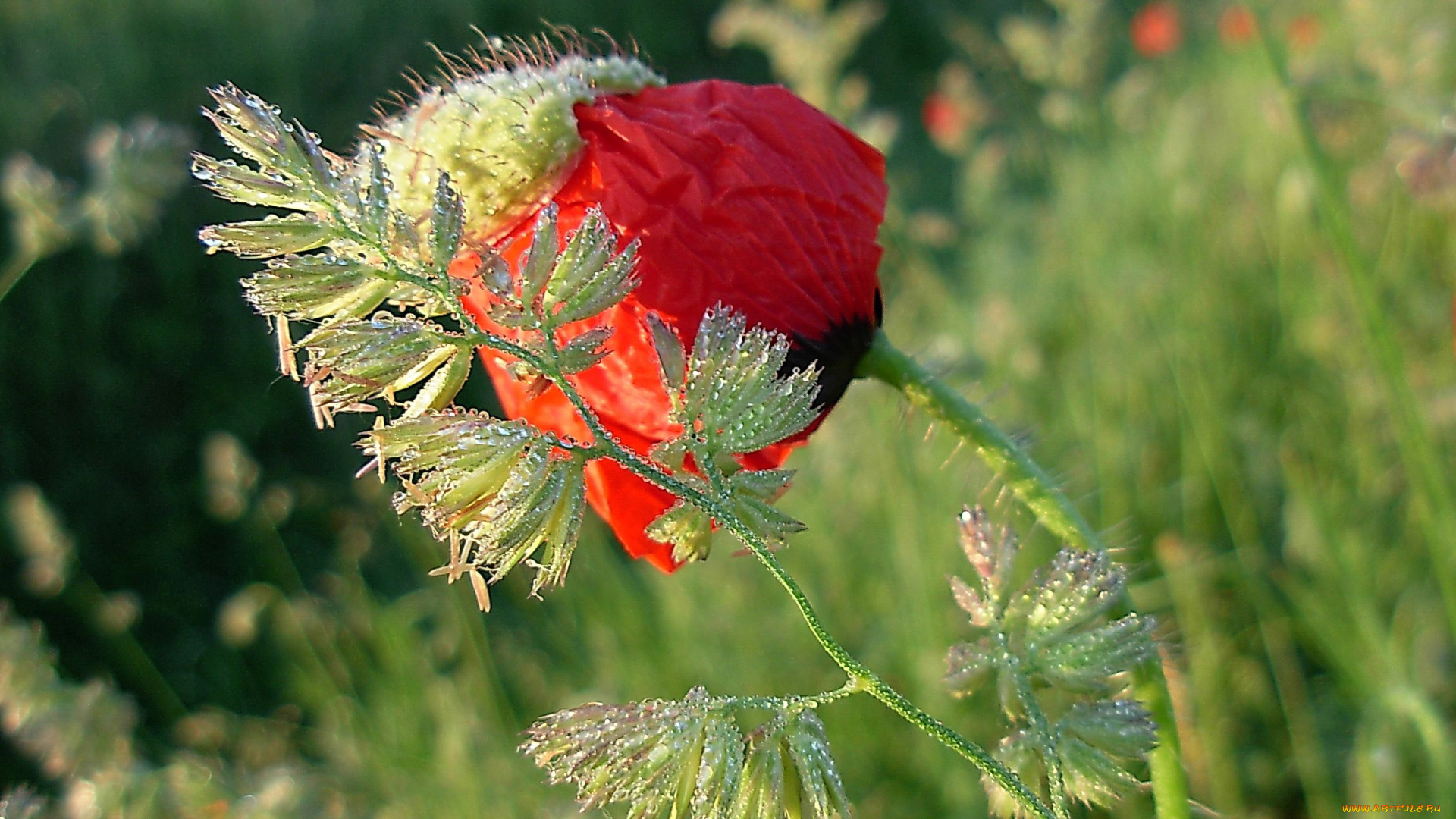 цветы, маки