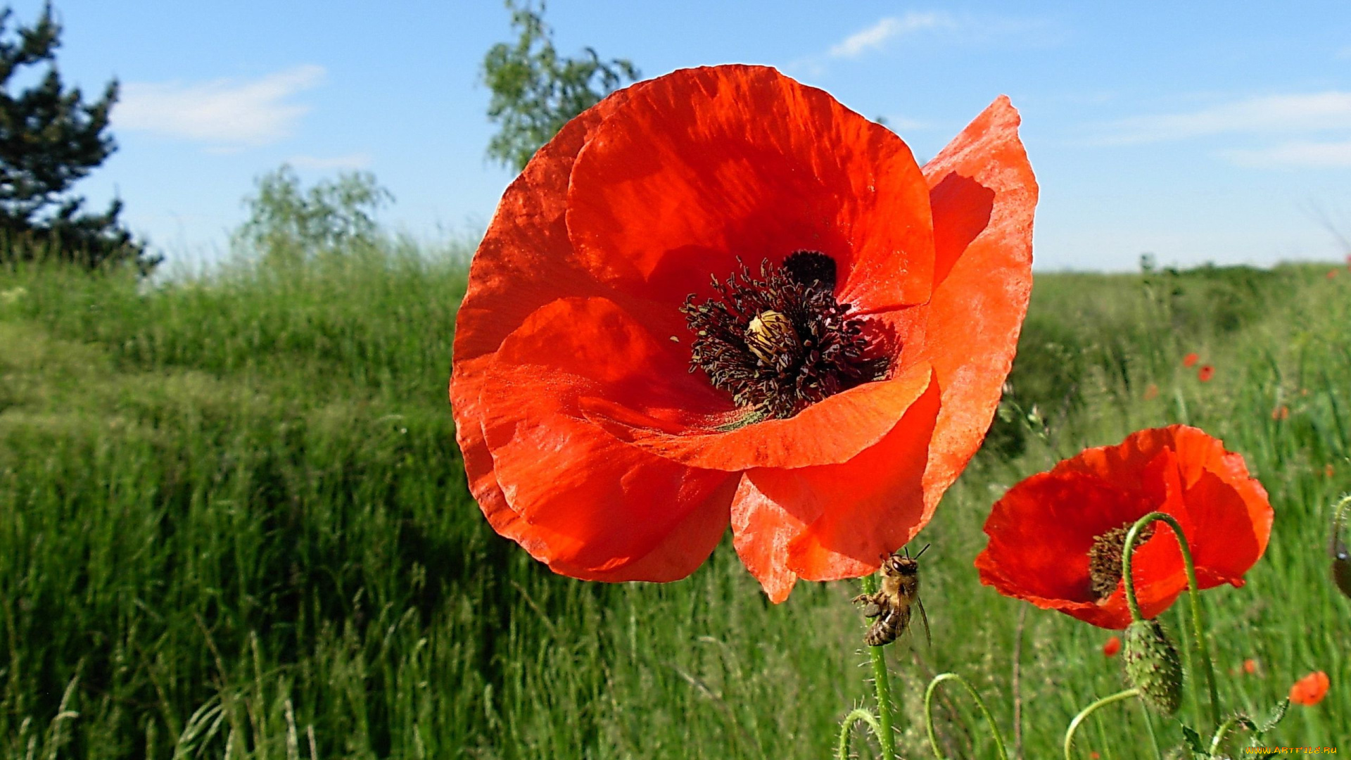 цветы, маки