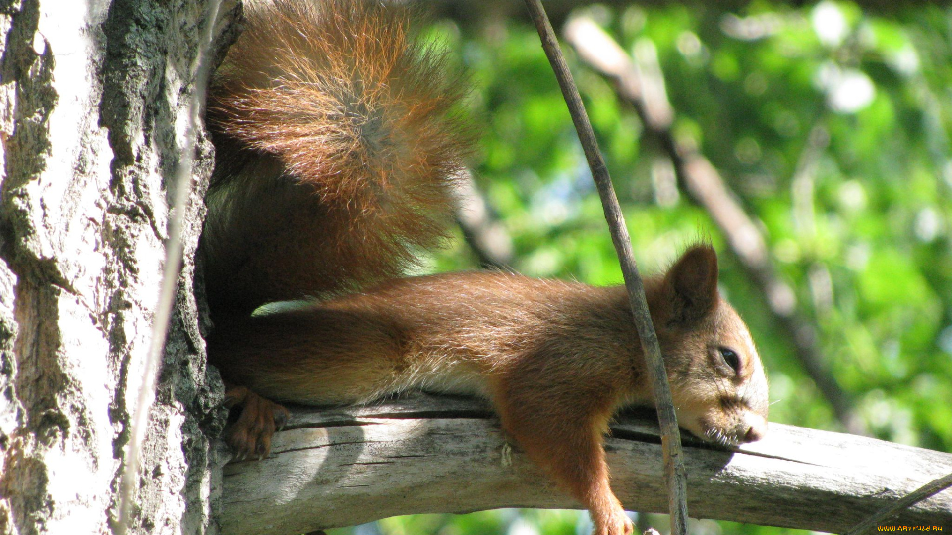 животные, белки