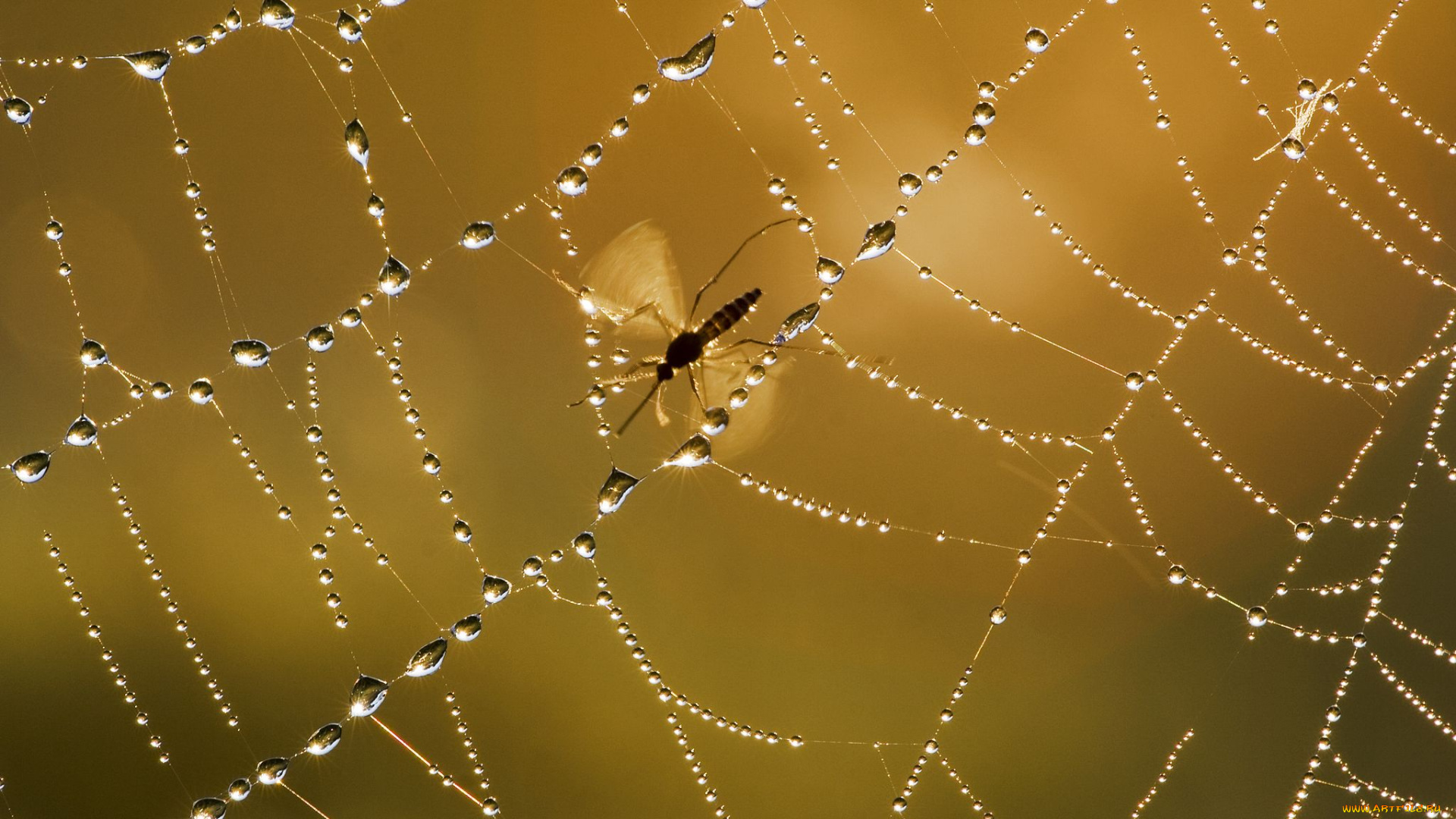 животные, насекомые