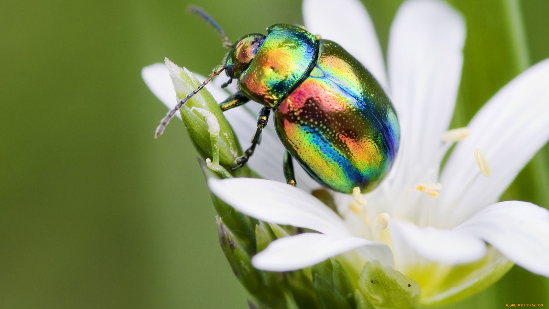животные, насекомые