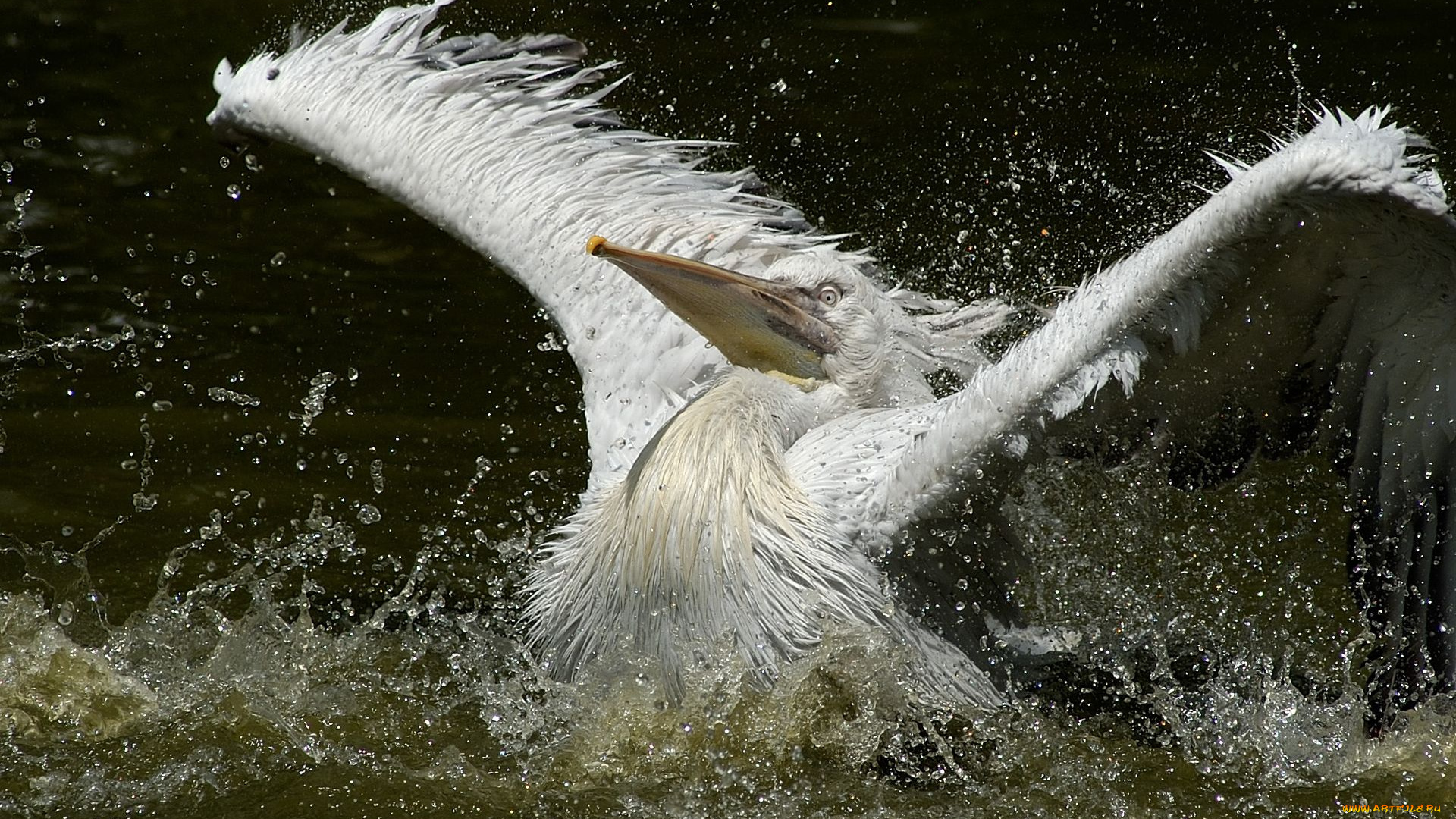 животные, пеликаны