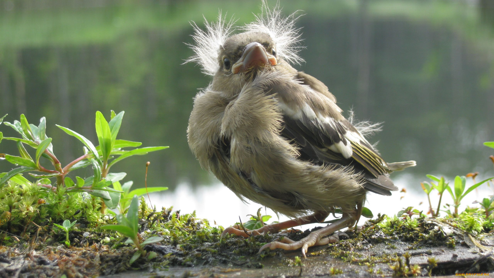 животные, птицы