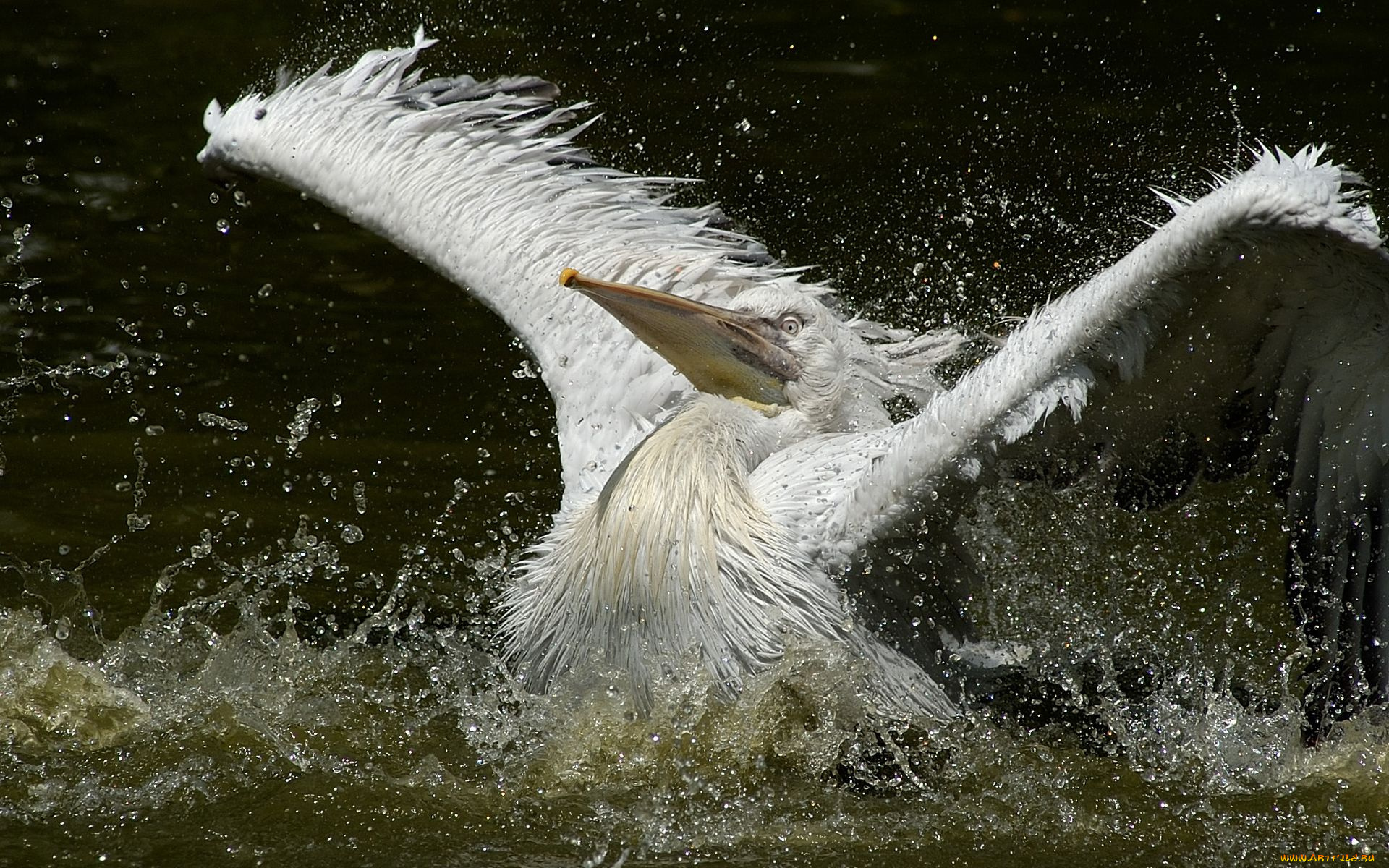 животные, пеликаны