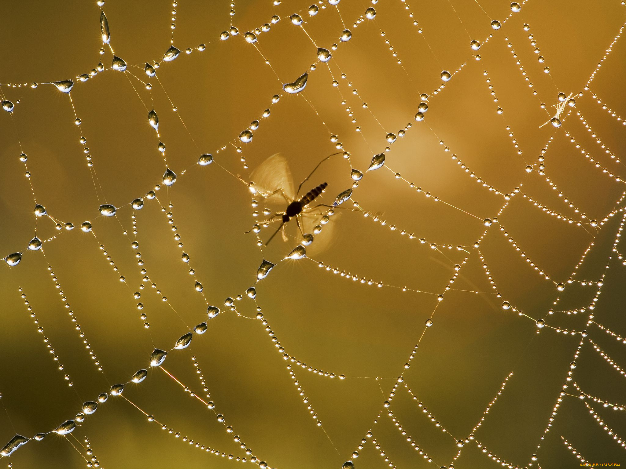 животные, насекомые