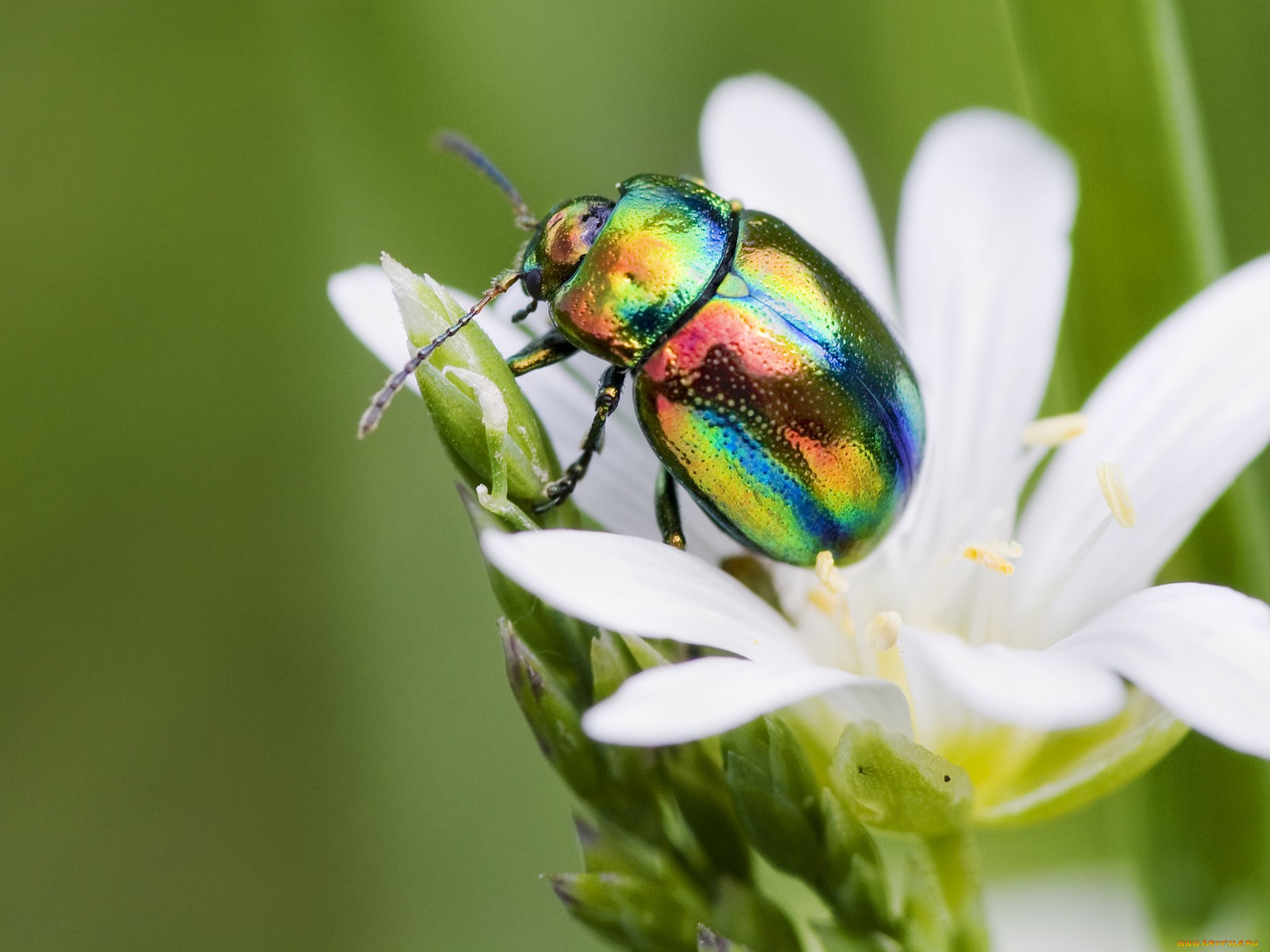 животные, насекомые