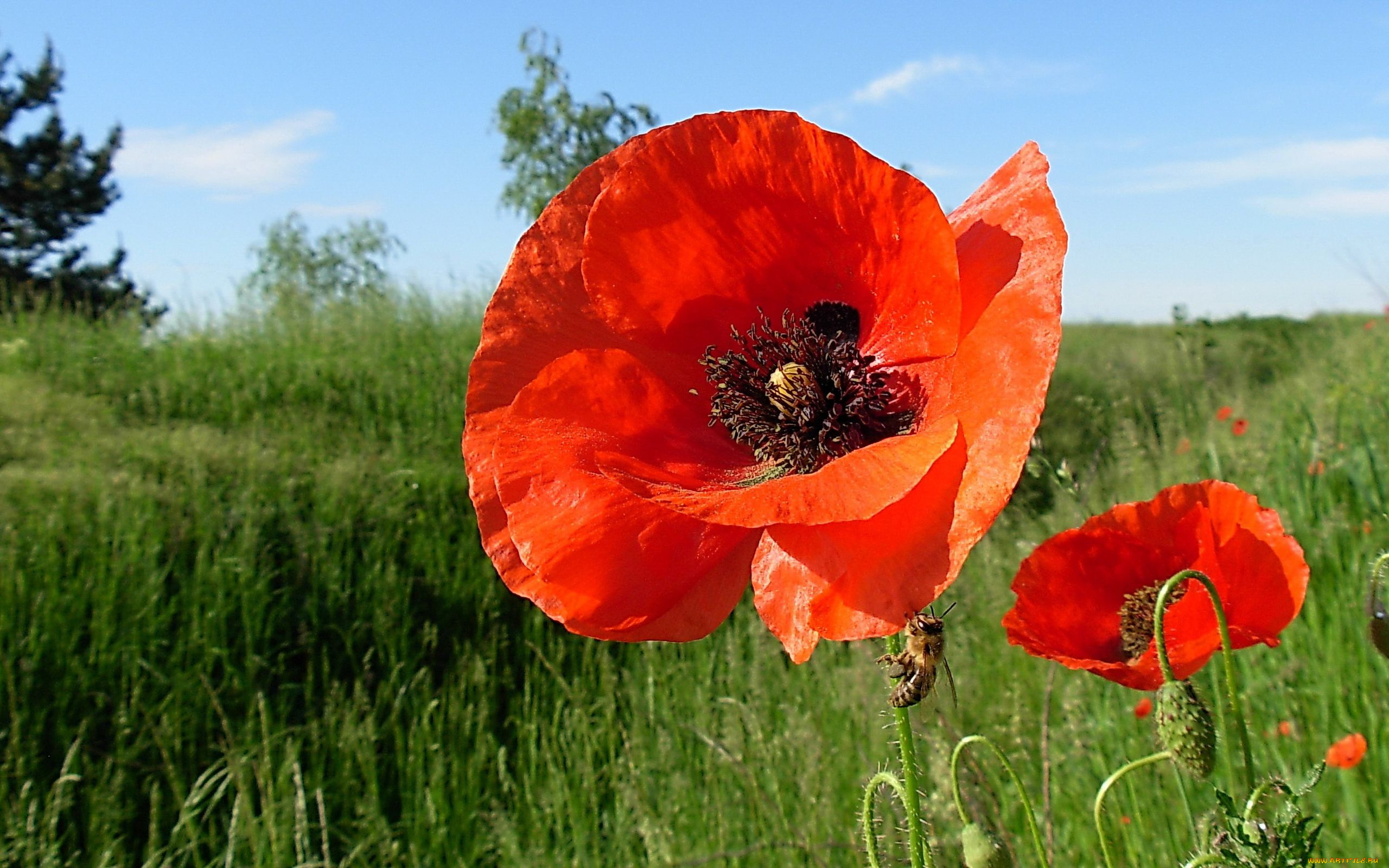 цветы, маки