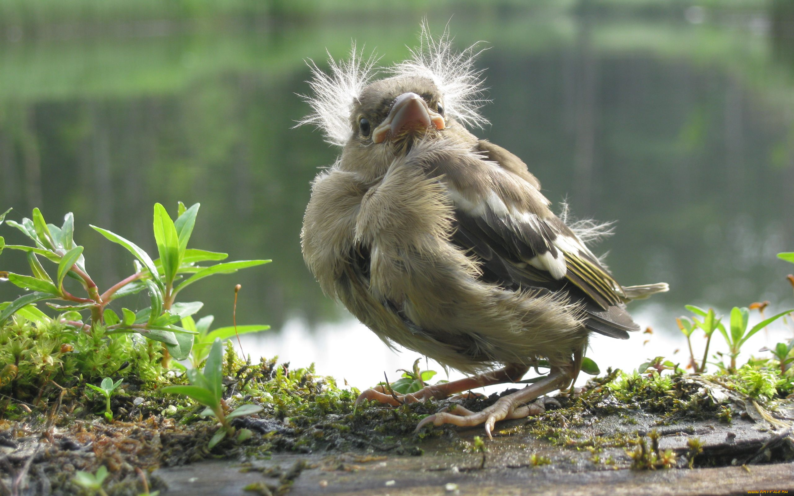 животные, птицы