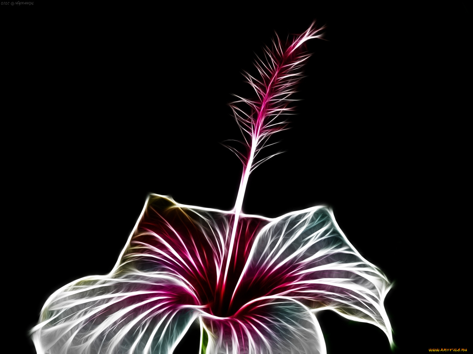 3д, графика, flowers, цветы, лепестки, фон