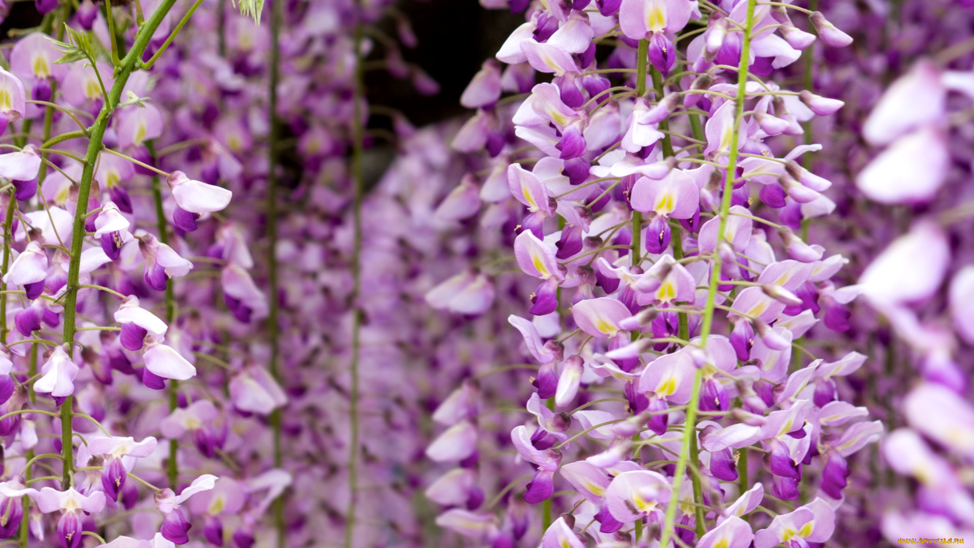 цветы, глициния, сиреневый, гроздья