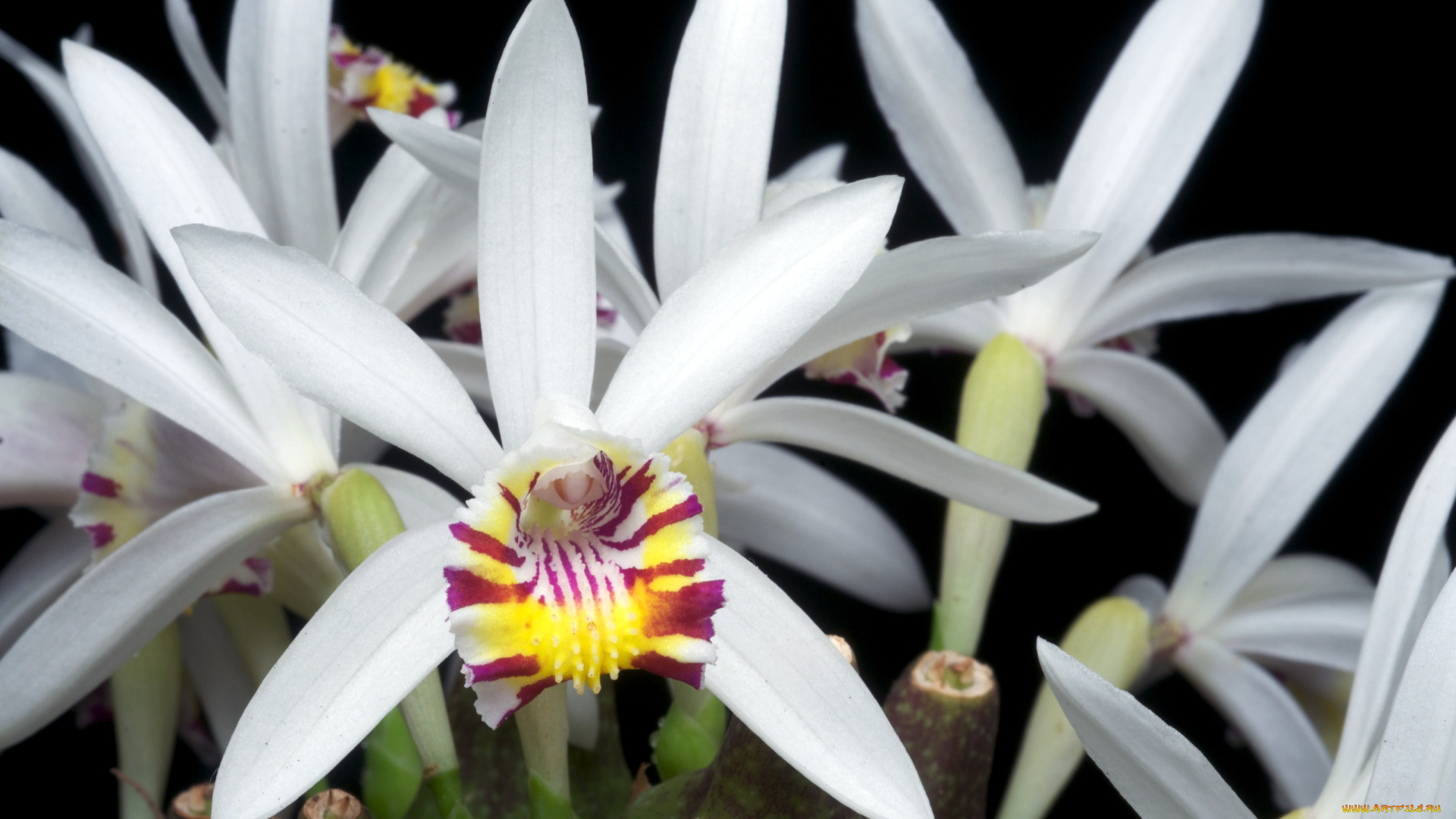 цветы, орхидеи, белый, экзотика