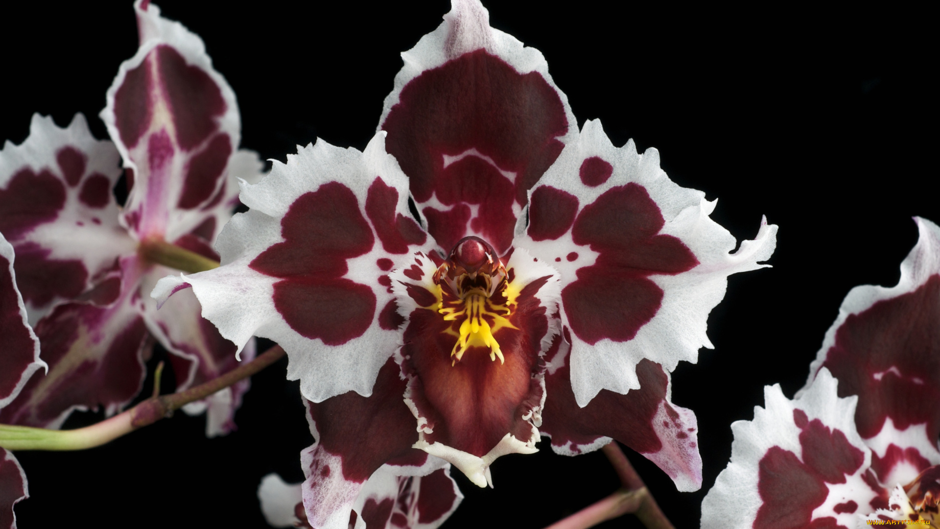 цветы, орхидеи, пятнистый, экзотика
