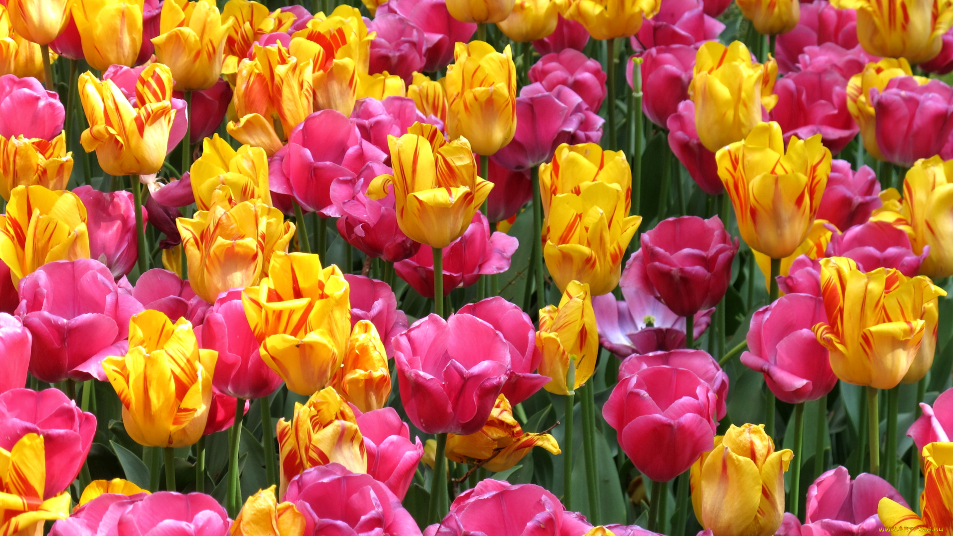 цветы, тюльпаны, розовый, желтый, много