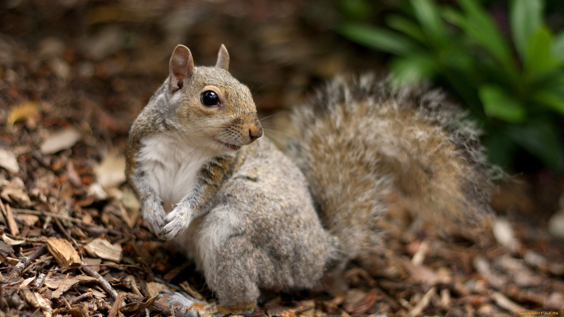 животные, белки, щепки