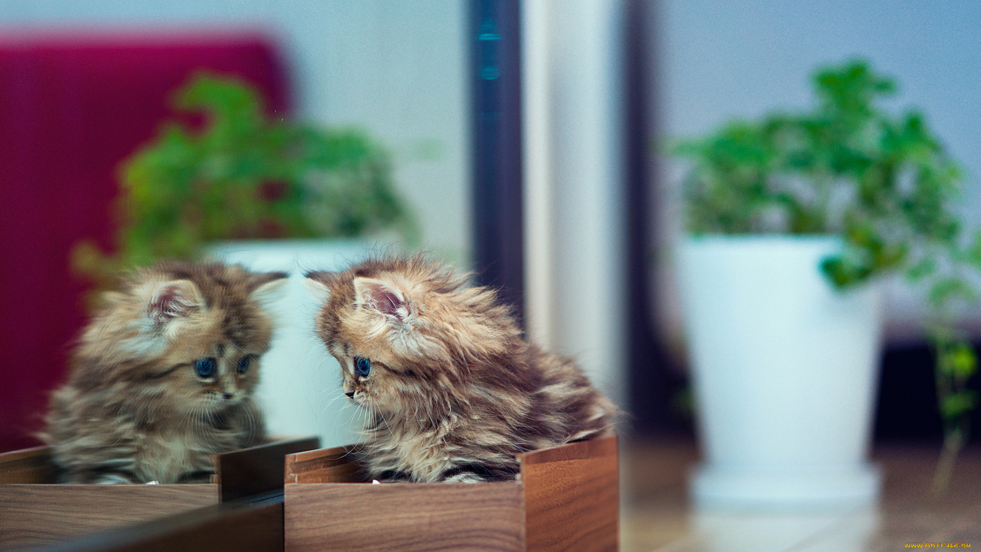 животные, коты, котёнок