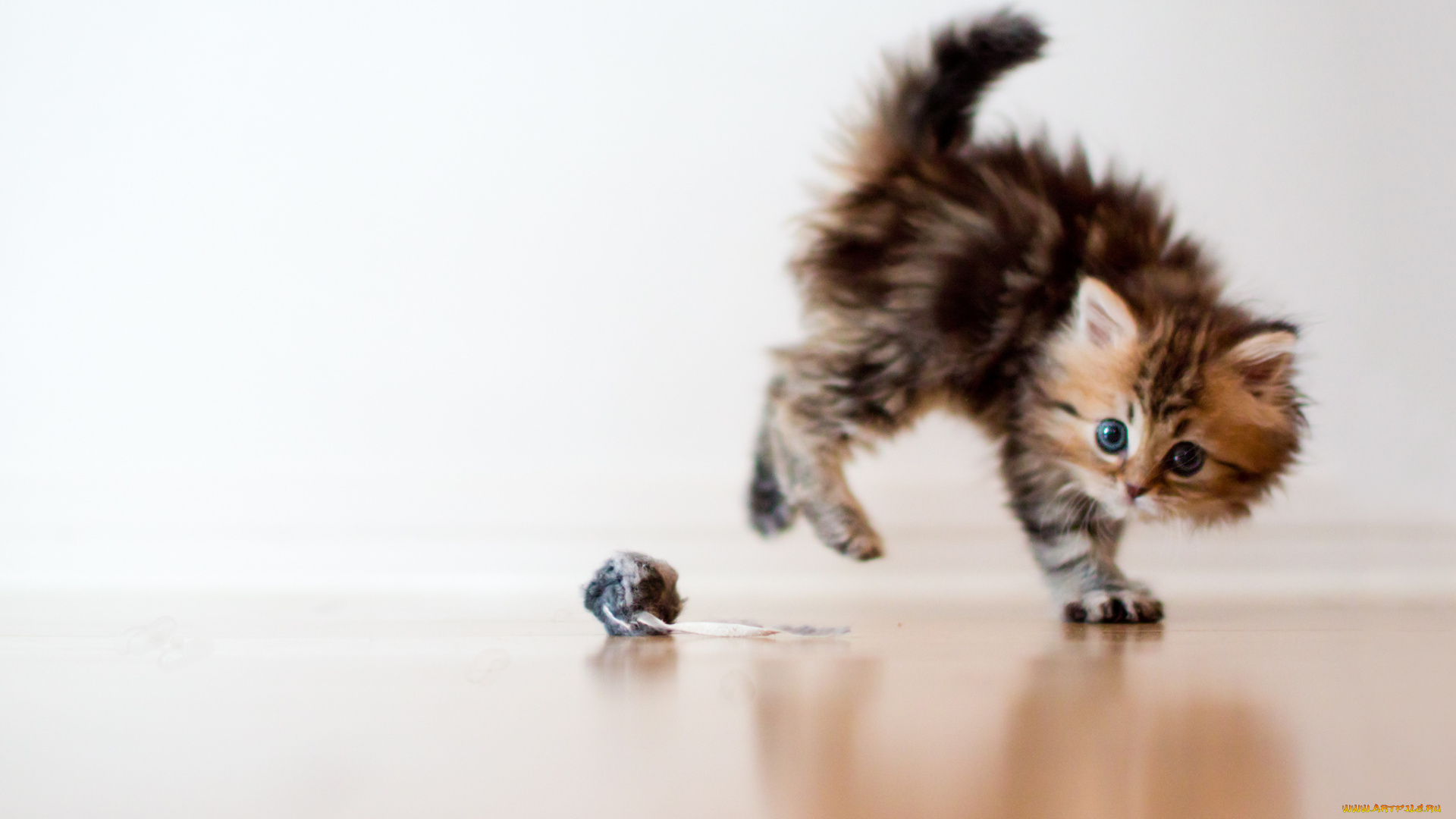 животные, коты, котёнок