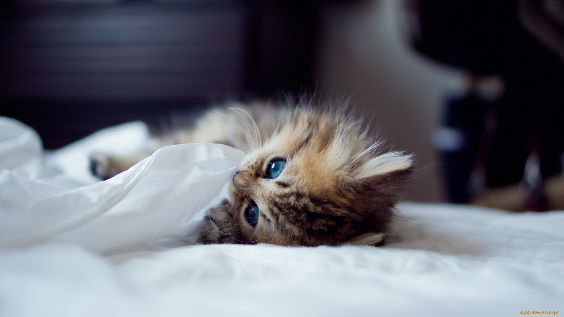 животные, коты, котёнок