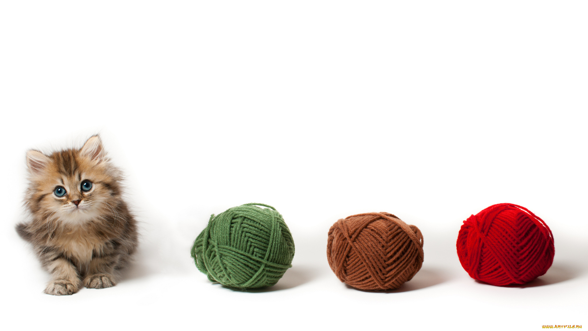 животные, коты, котёнок