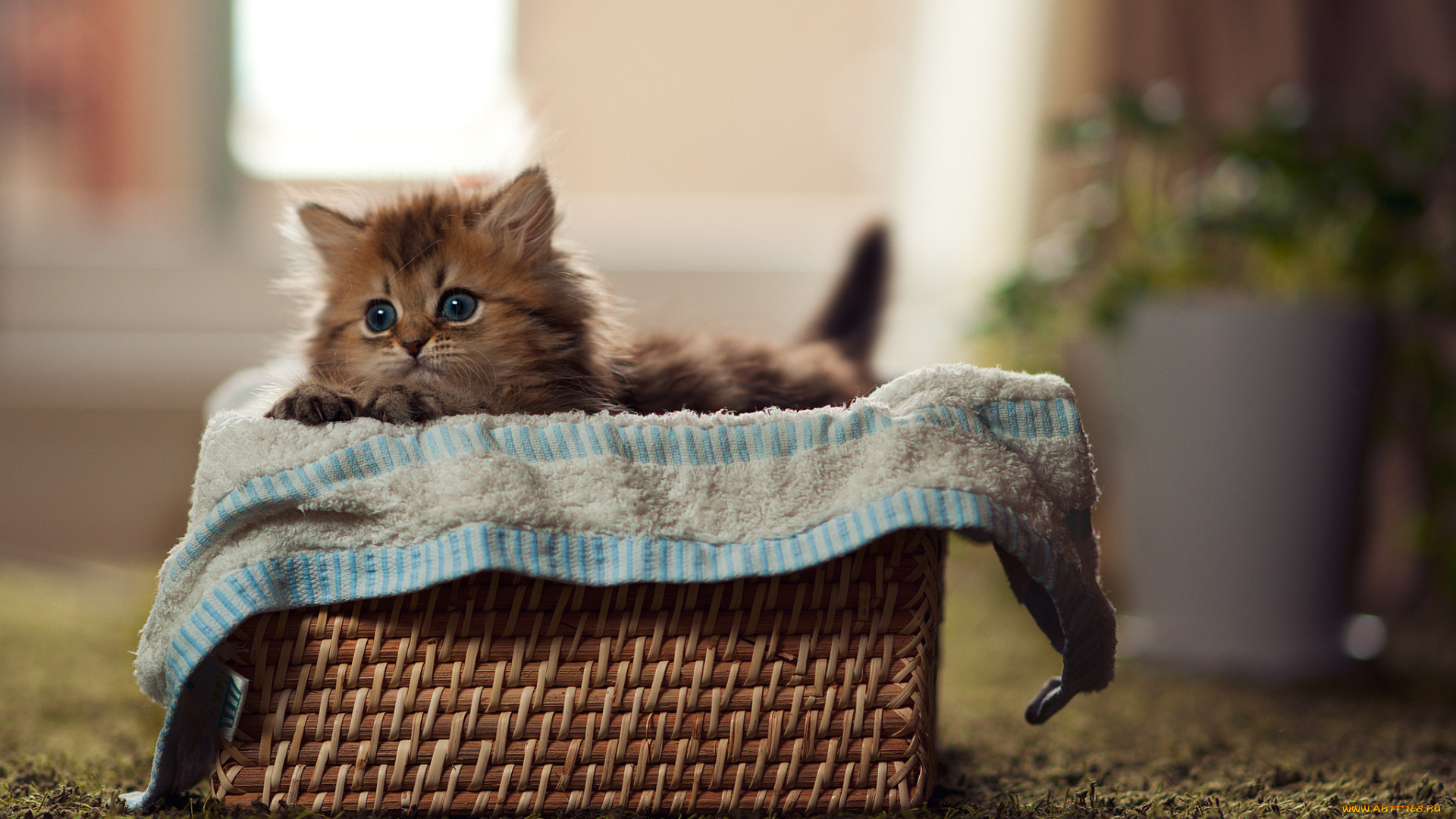животные, коты, котёнок