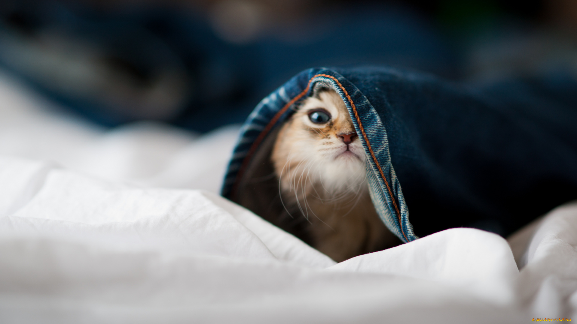 животные, коты, котёнок