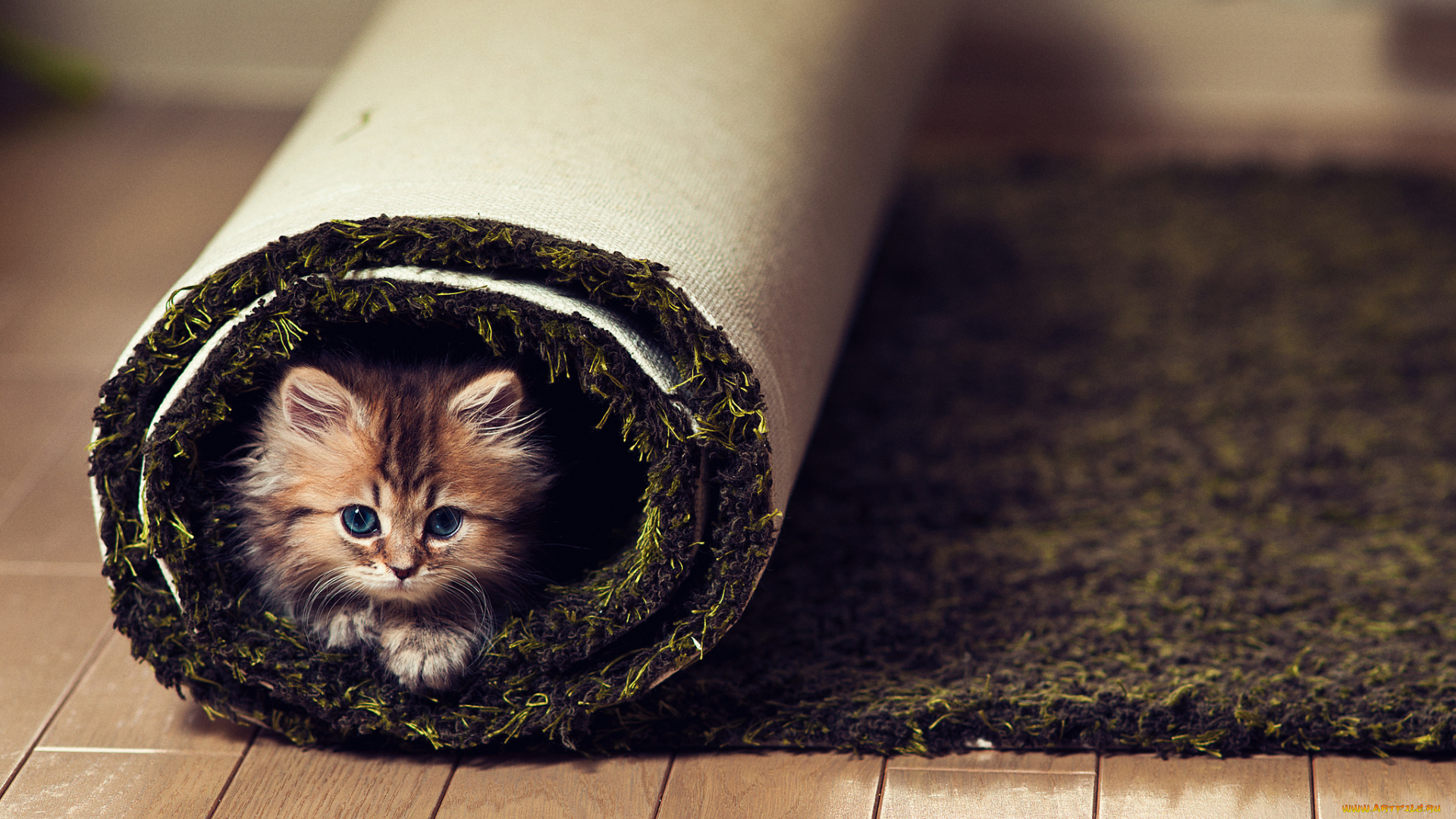 животные, коты, котёнок