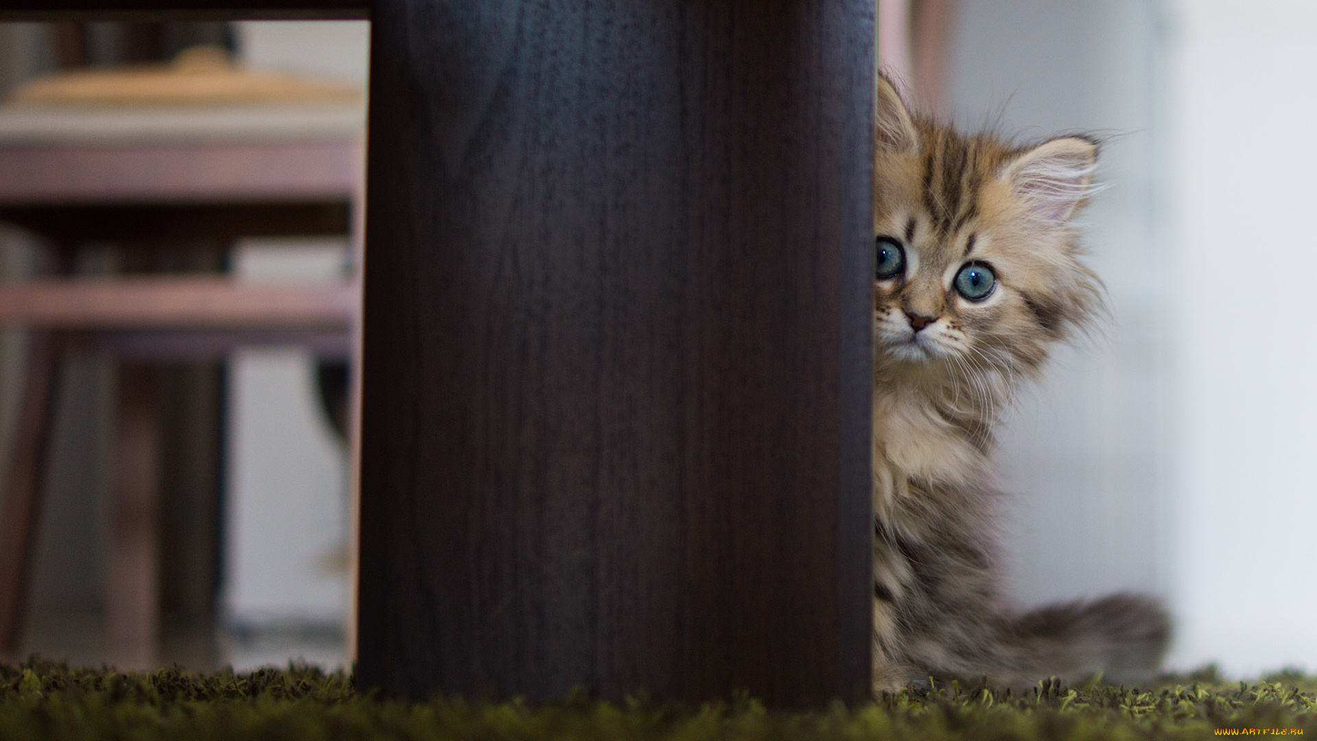 животные, коты, котёнок