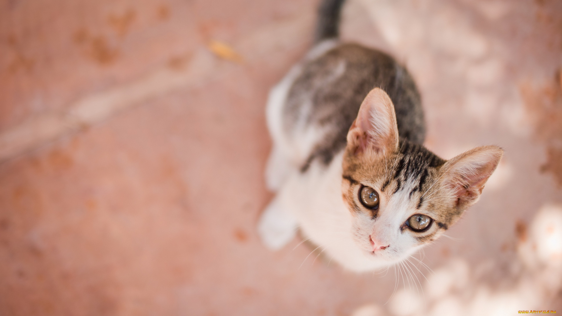 животные, коты, взгляд