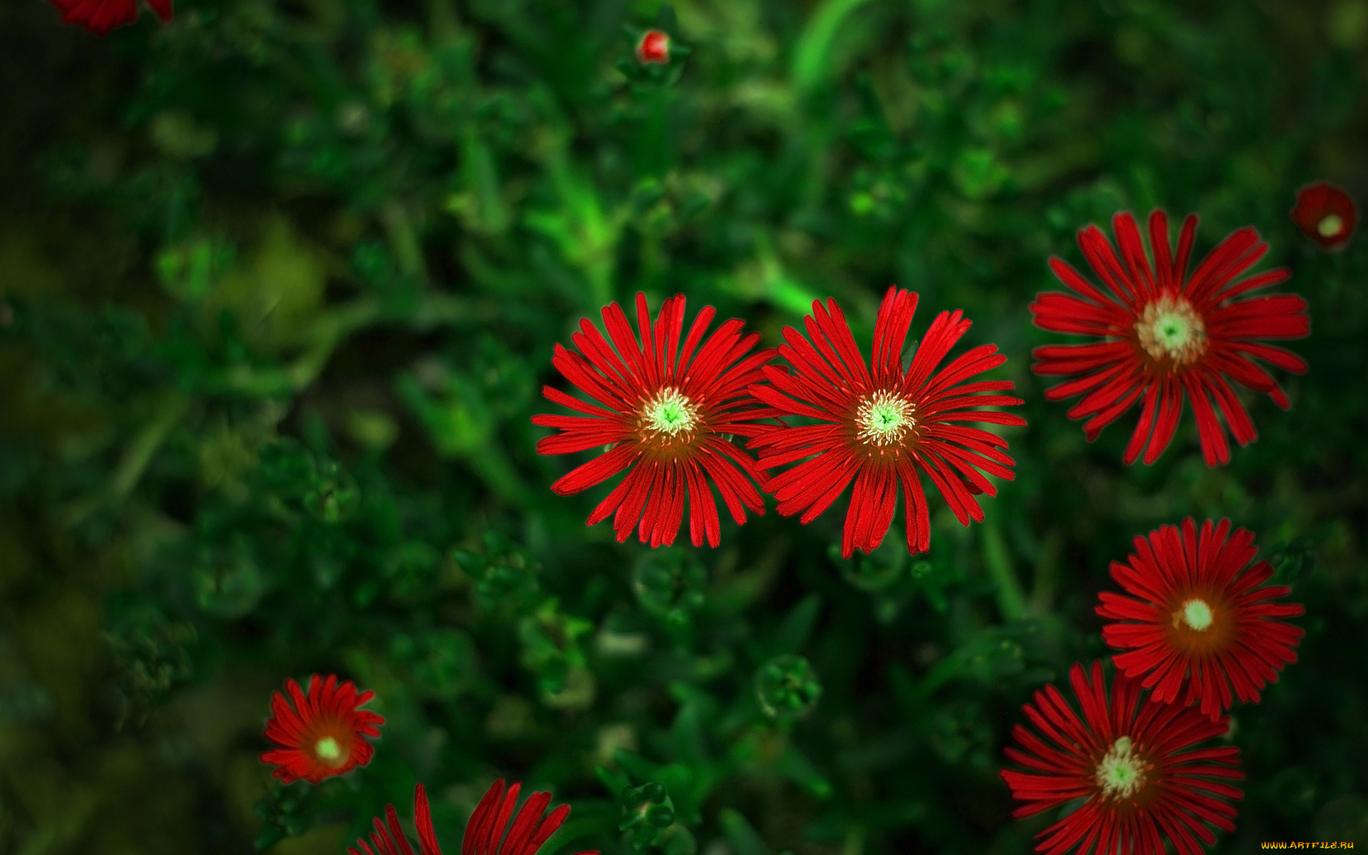 цветы, аизовые, лепестки