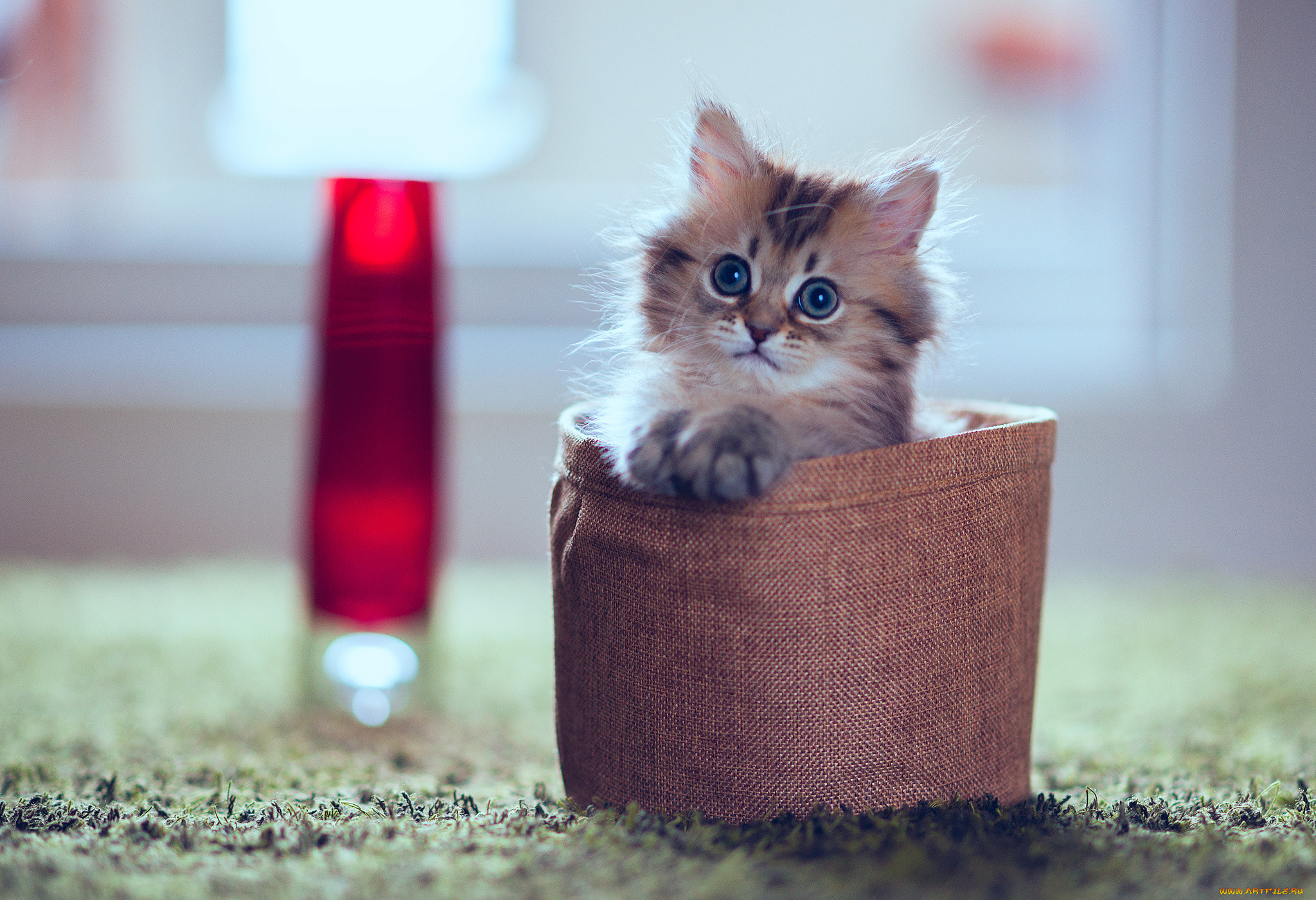 животные, коты, котёнок