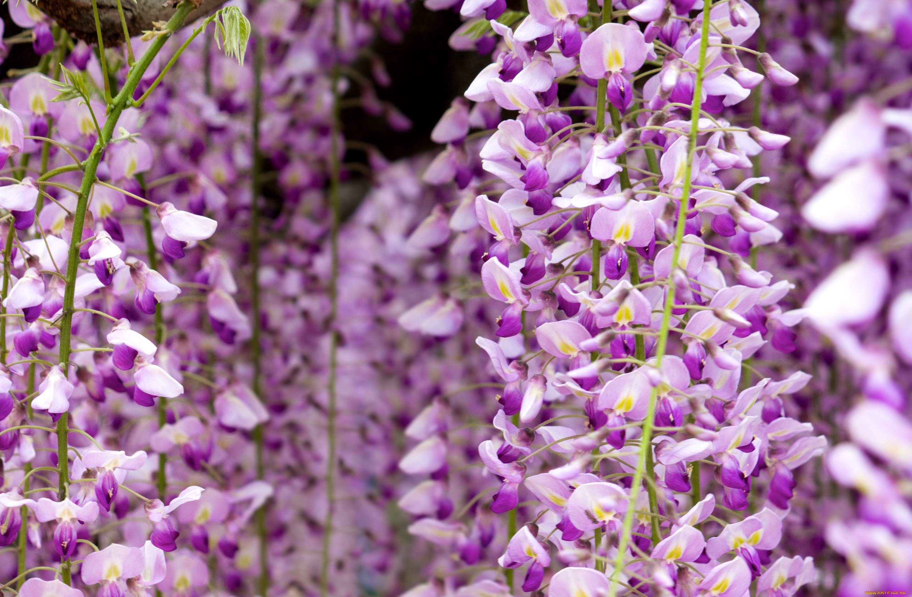 цветы, глициния, сиреневый, гроздья