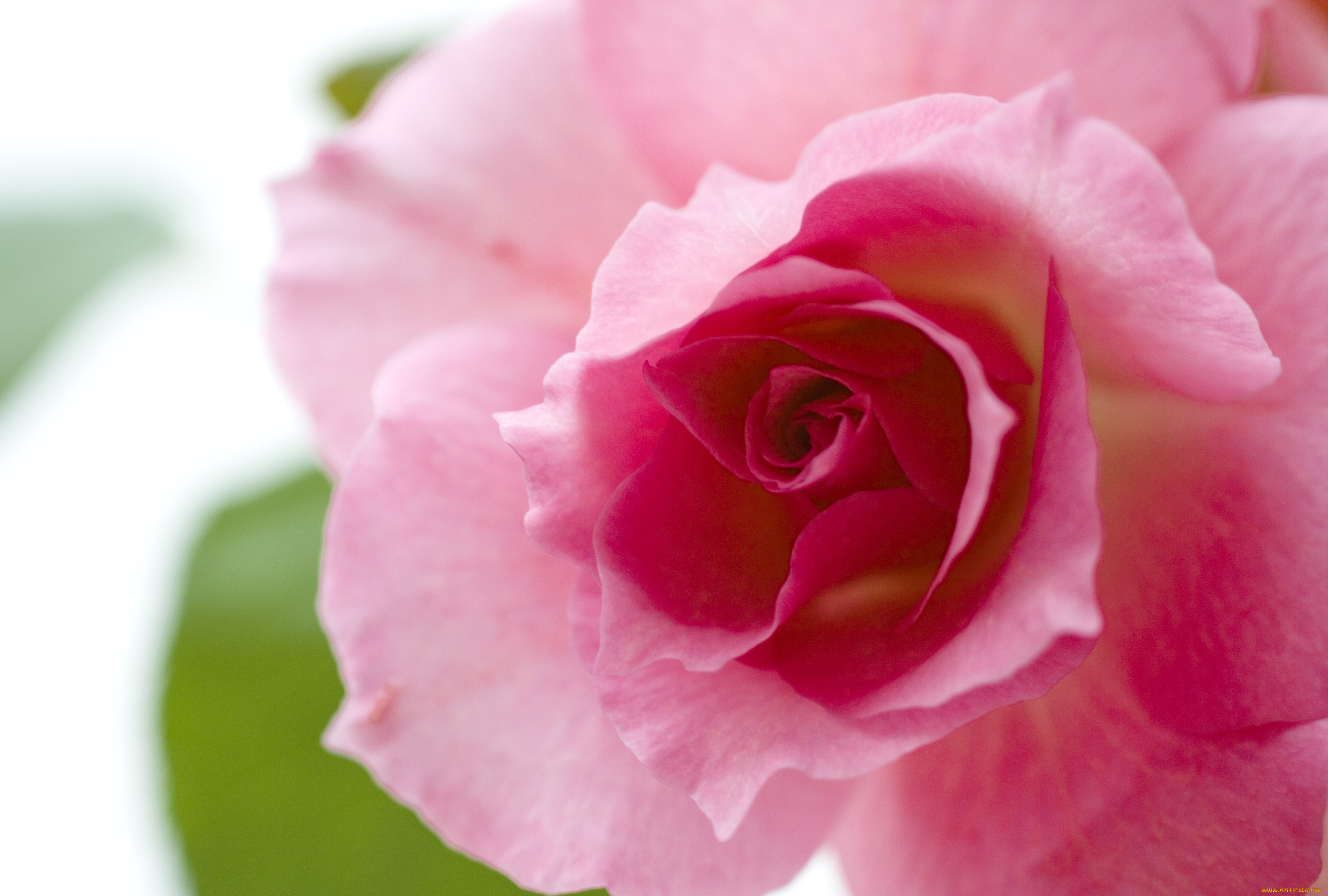 цветы, розы, розовый, лепестки