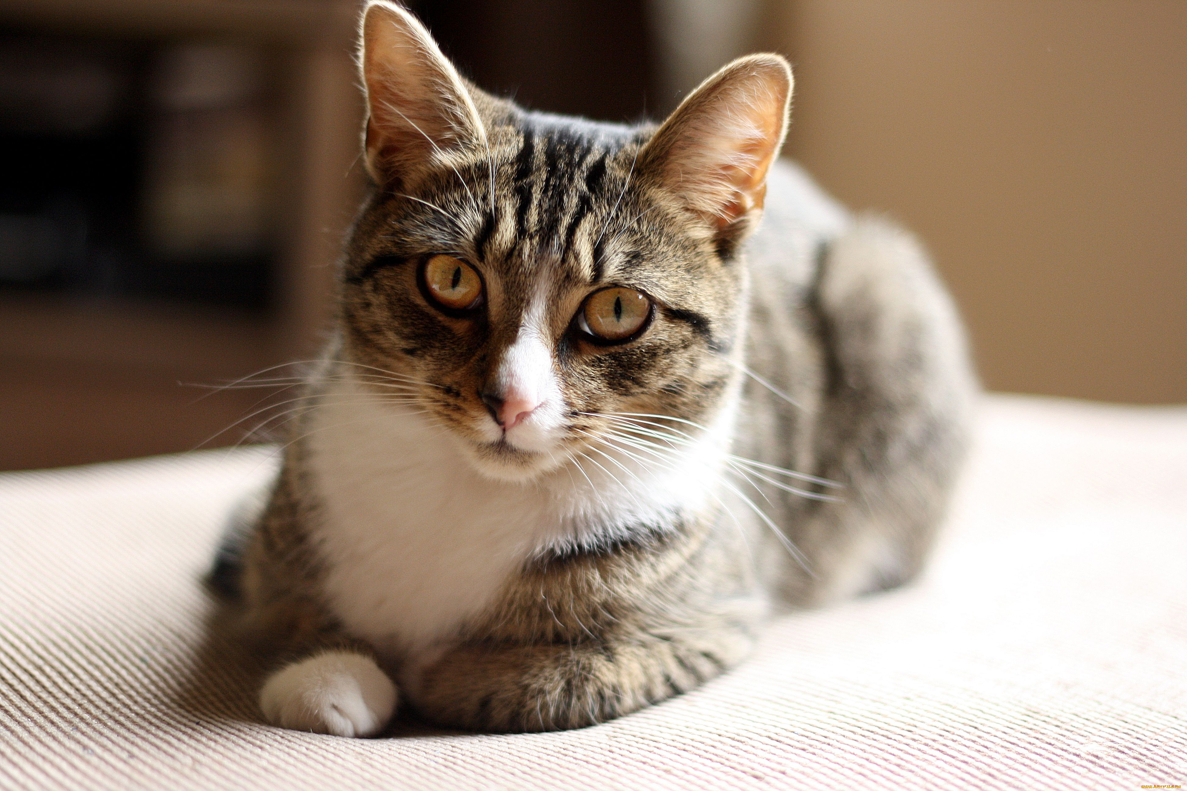 животные, коты, взгляд