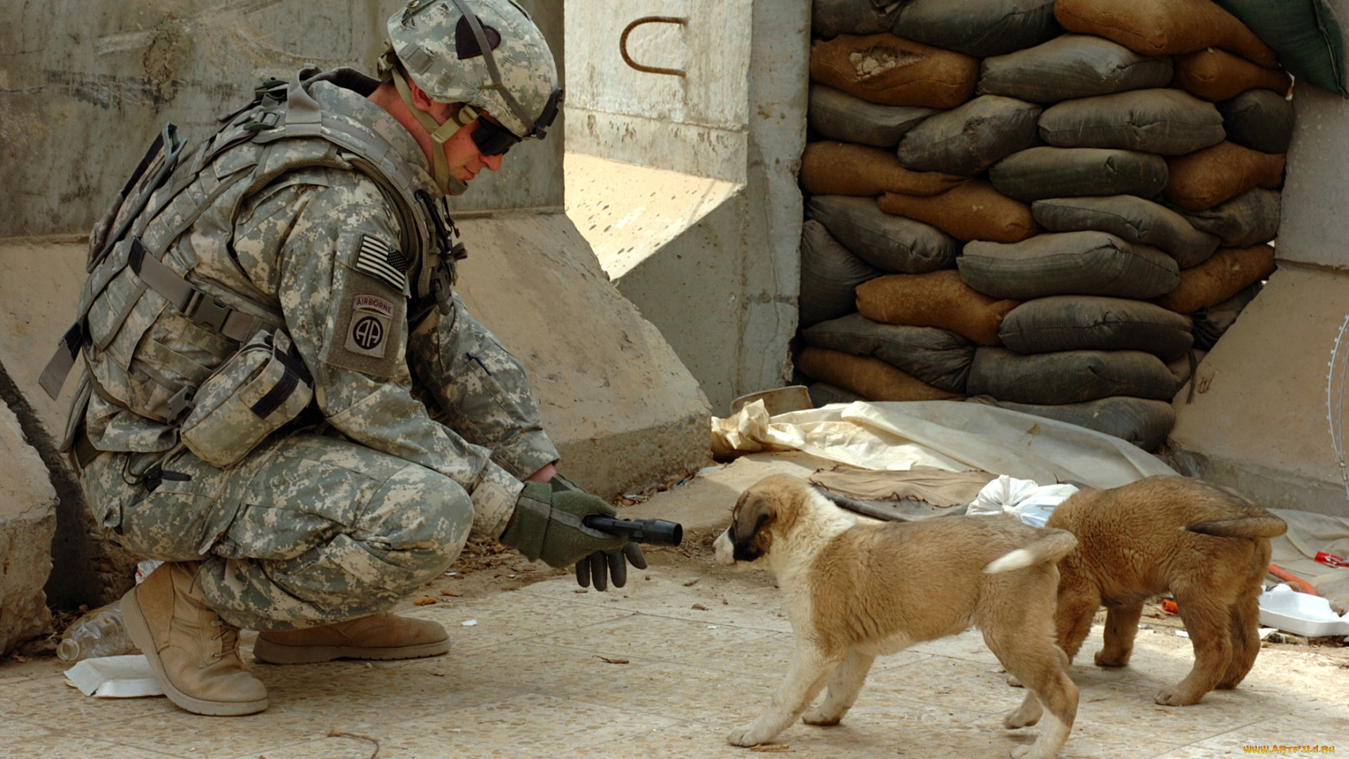 оружие, армия, спецназ, солдат, собака