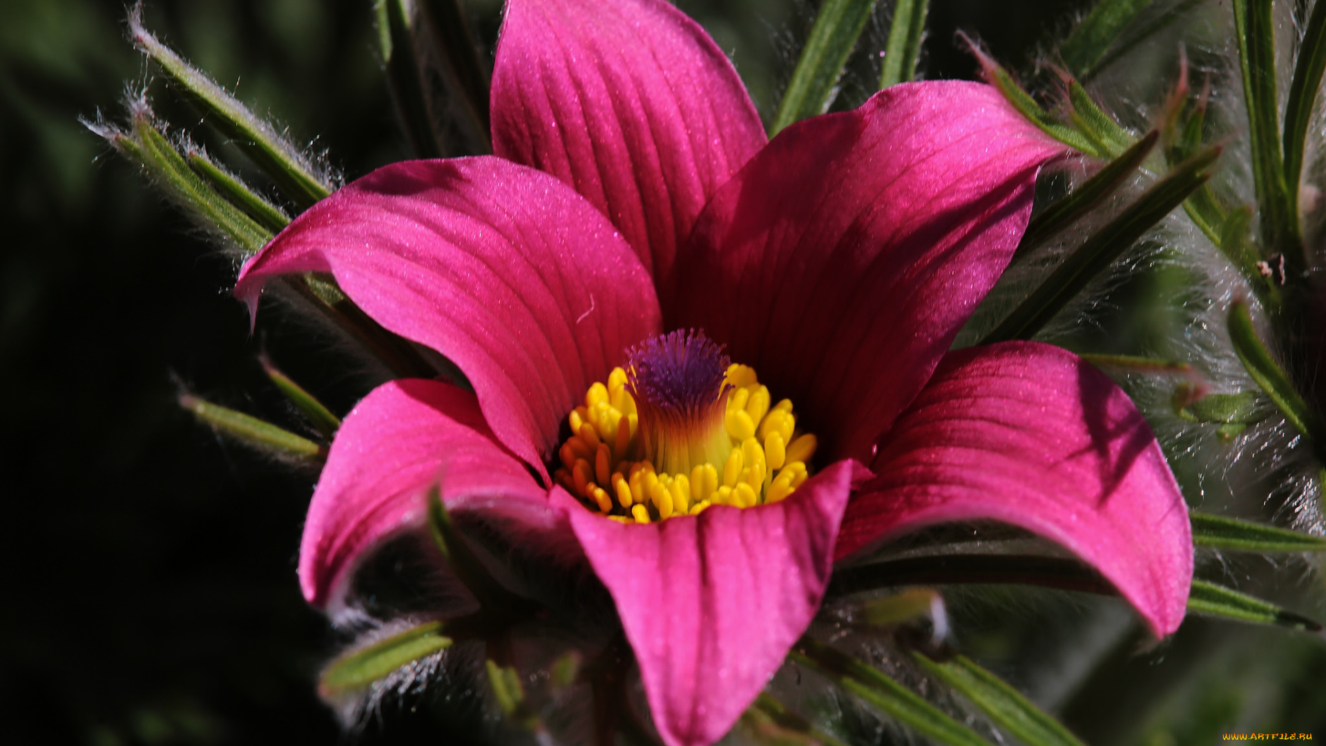 цветы, анемоны, , сон-трава, сон-трава, анемон