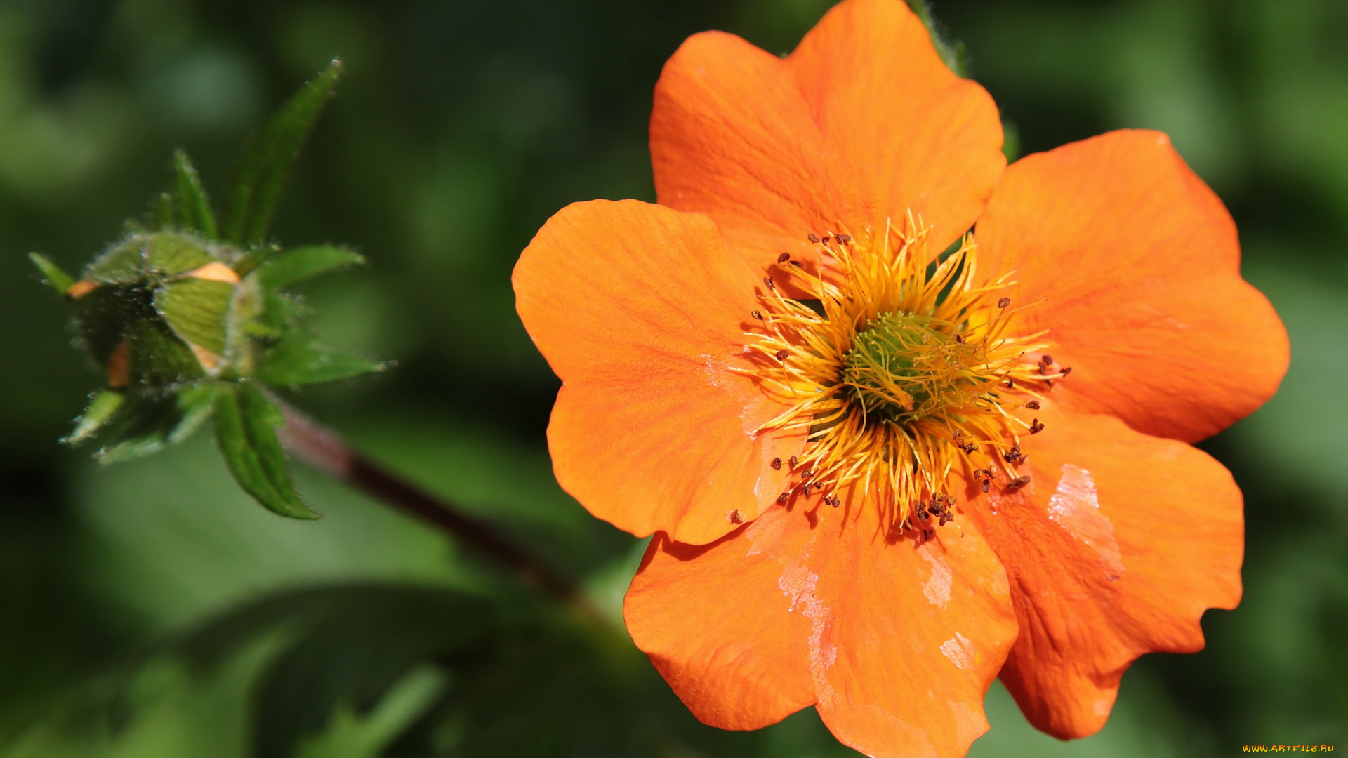 цветы, цветок, макро, оранжевый