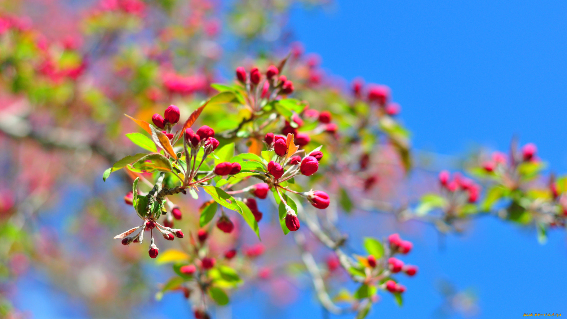 цветы, цветущие, деревья, , , кустарники, небо, ветки, бутоны, яблоня, весна