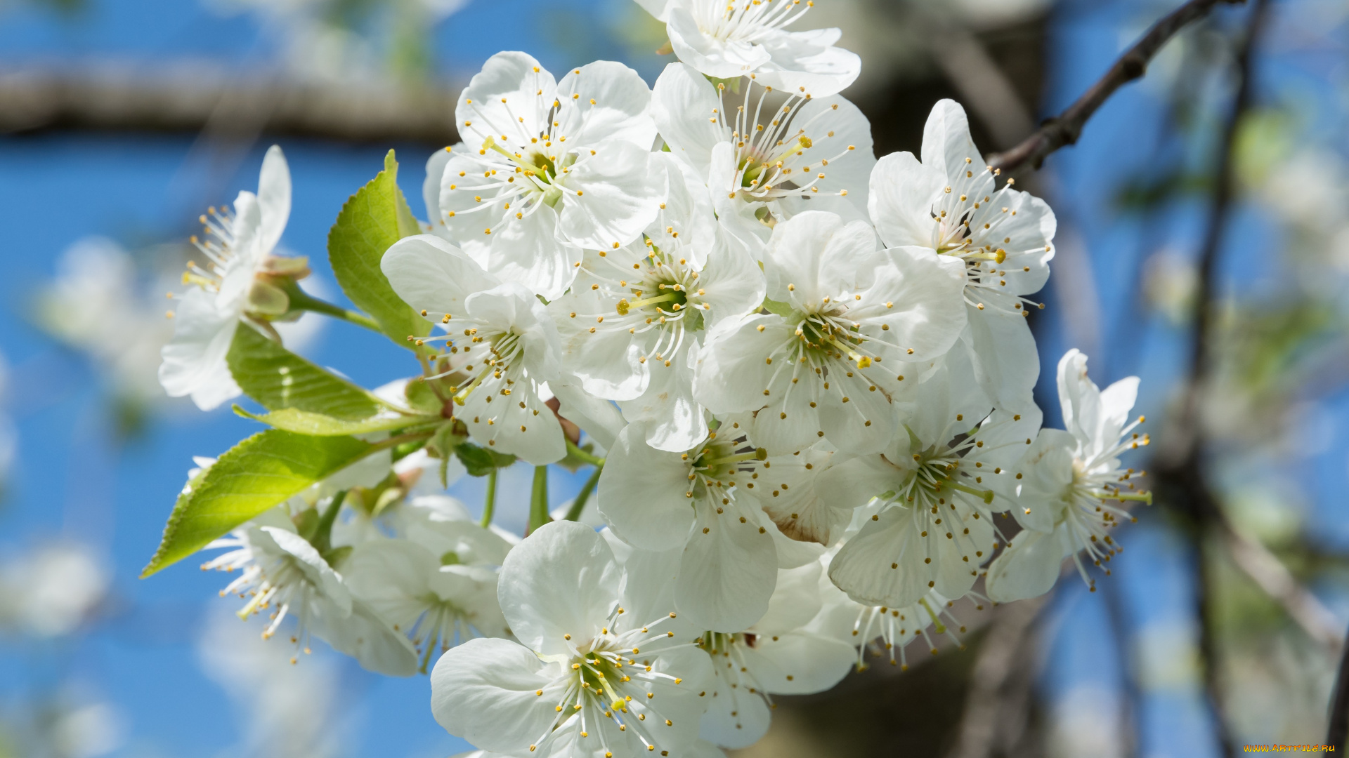 цветы, цветущие, деревья, , , кустарники, ветка