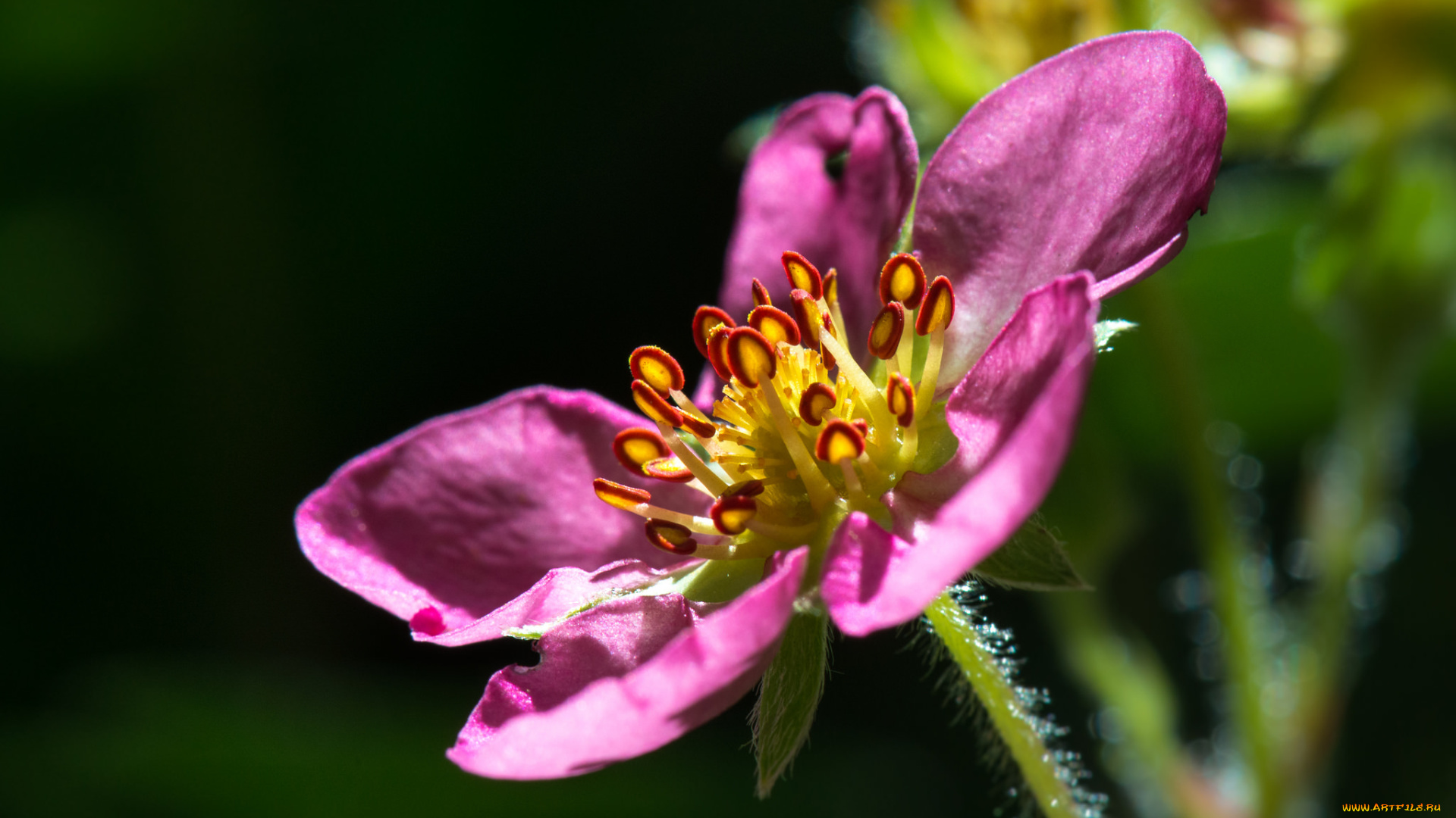 цветы, цветущие, овощи, , ягоды, макро, цветок, розовый, лепестки, тычинки