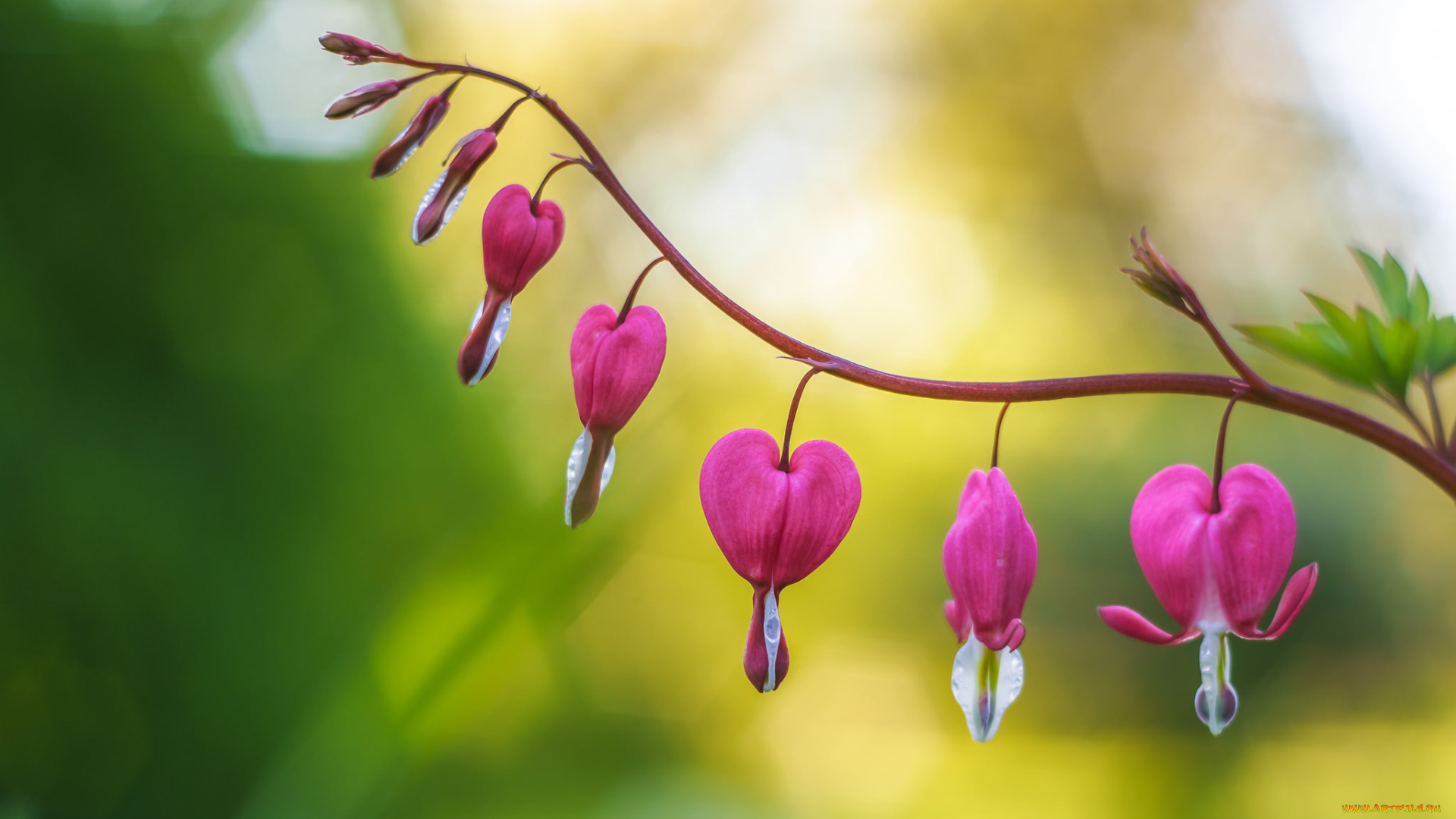цветы, дицентра, , разбитое, сердце, фон, макро, разбитое, сердце