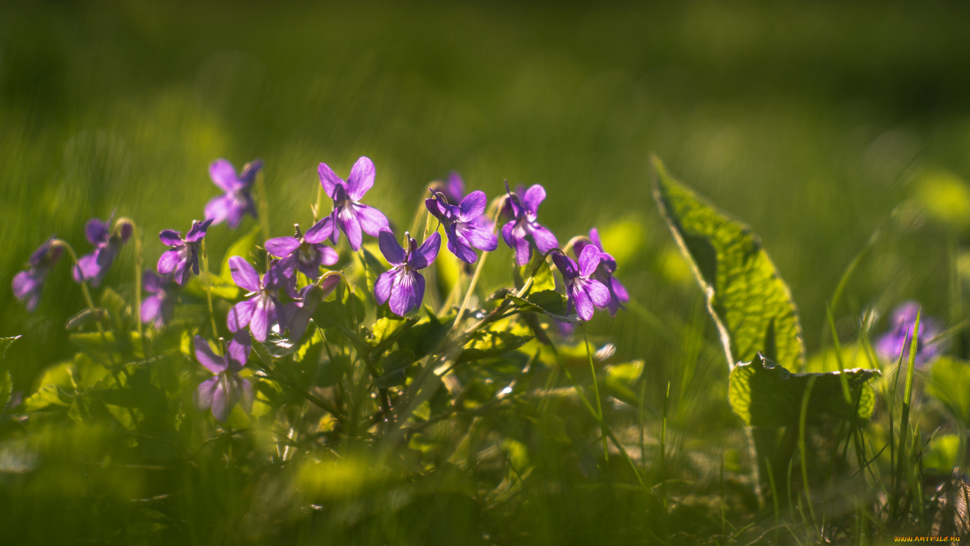 цветы, фиалки, трава, весна, макро