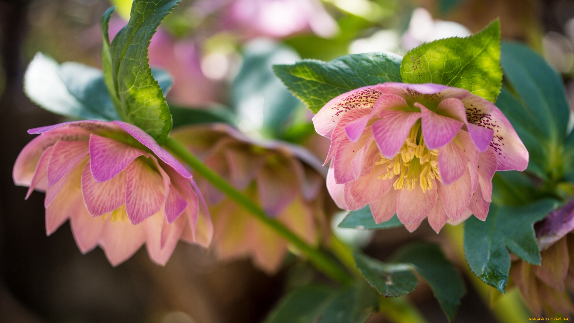 цветы, геллеборус, , морозник, зимовник, макро