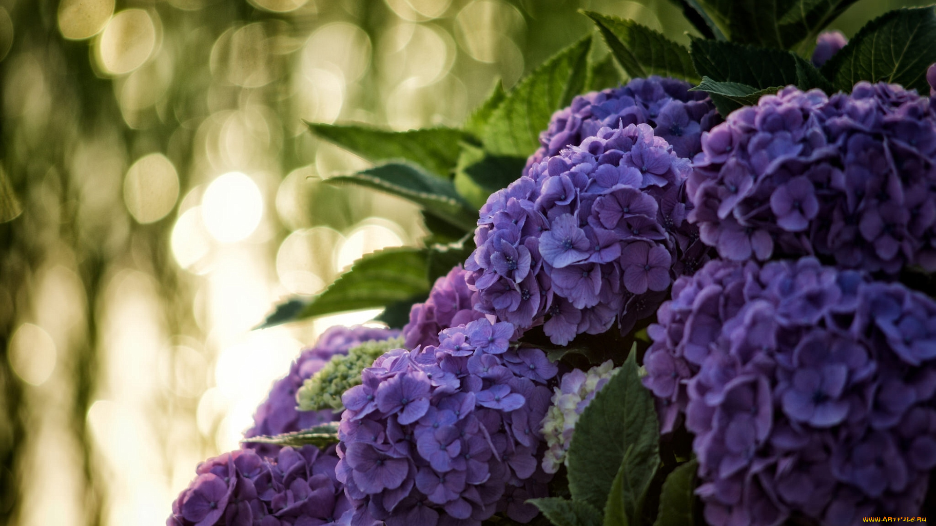 цветы, гортензия, макро, соцветия