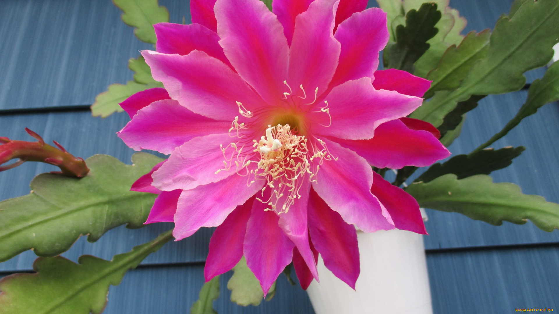 цветы, кактусы