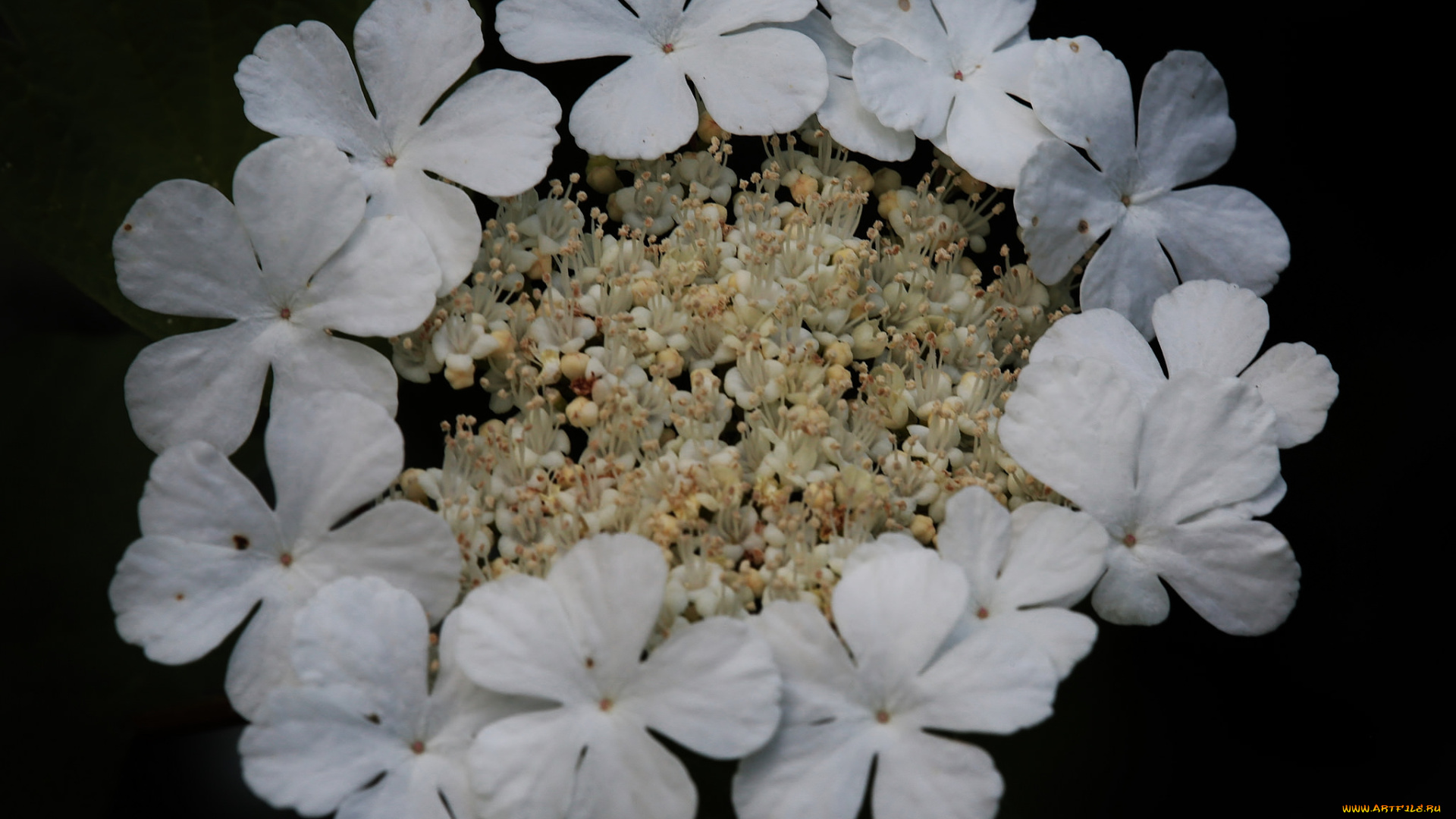 цветы, калина, , бульдонеж, макро, калина, чёрный, фон