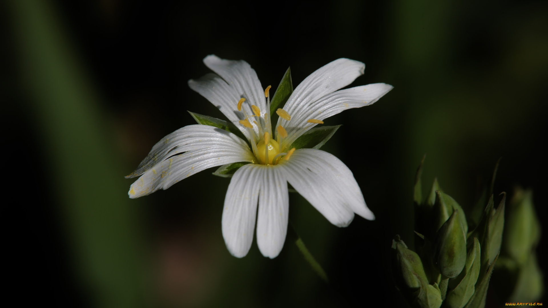цветы, луговые, , полевые, , цветы, фон, цветок, макро