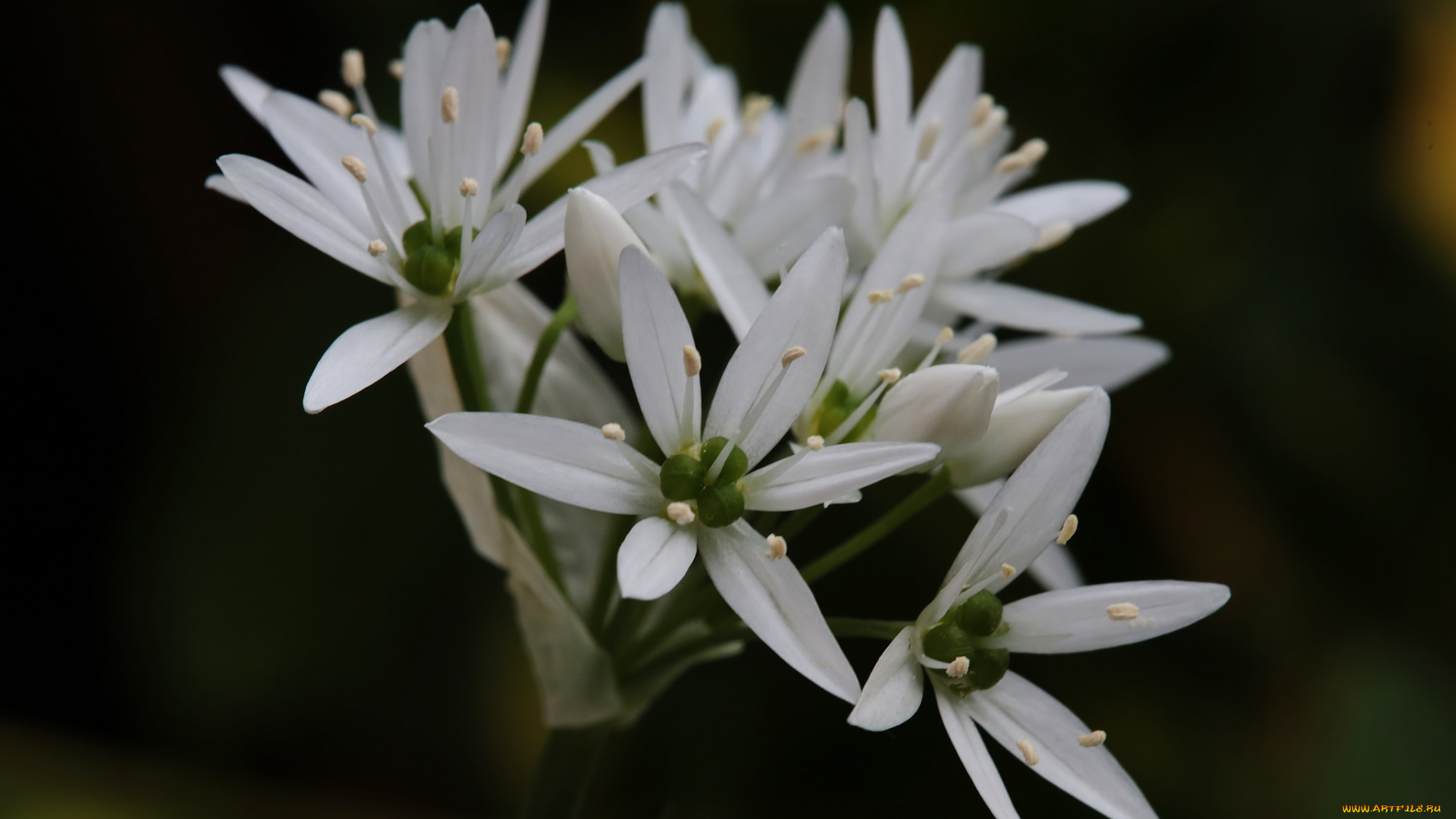 цветы, луговые, , полевые, , цветы, макро, белые