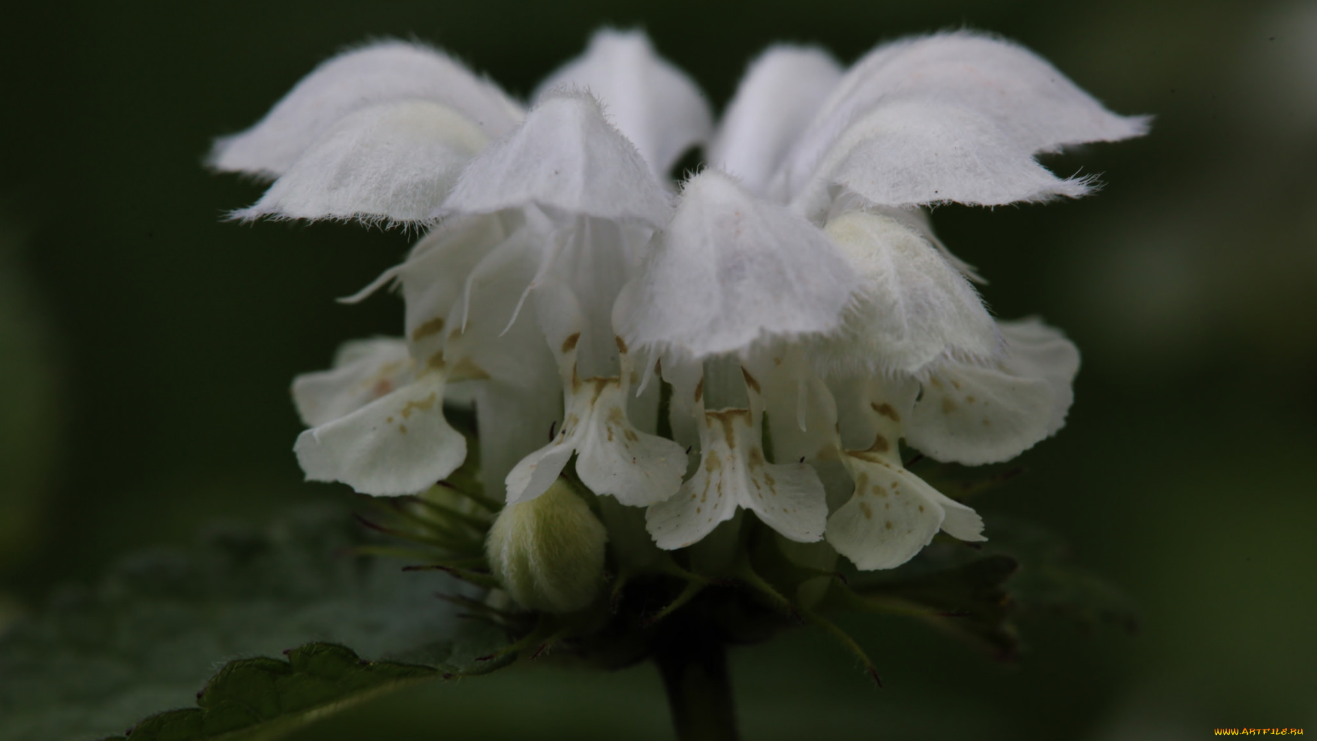 цветы, луговые, , полевые, , цветы, макро, белые