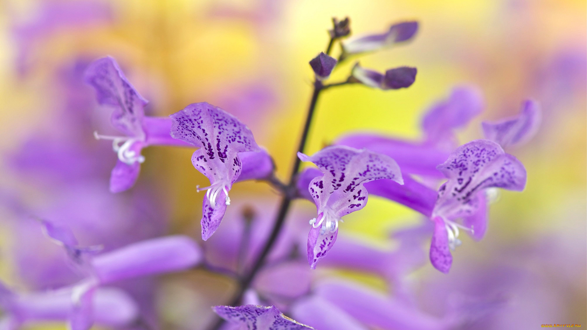 цветы, луговые, , полевые, , цветы, ярко, макро