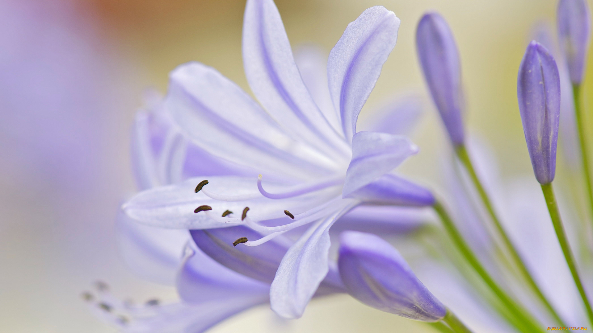 цветы, макро, нежность